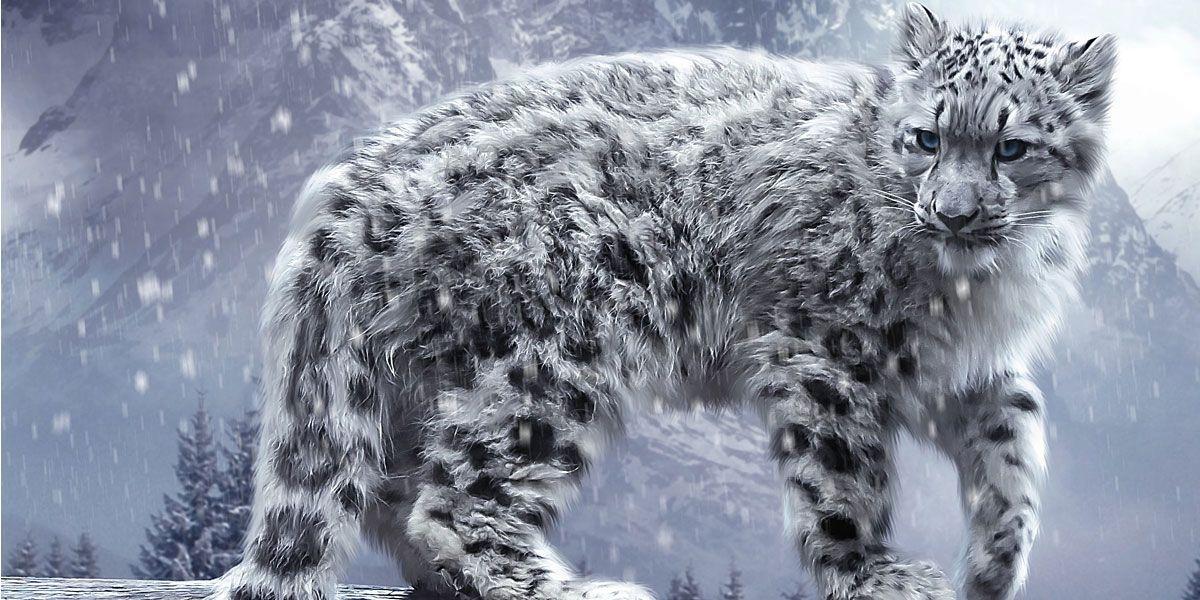 White Snow Leopards Twitter Cover & Twitter Background