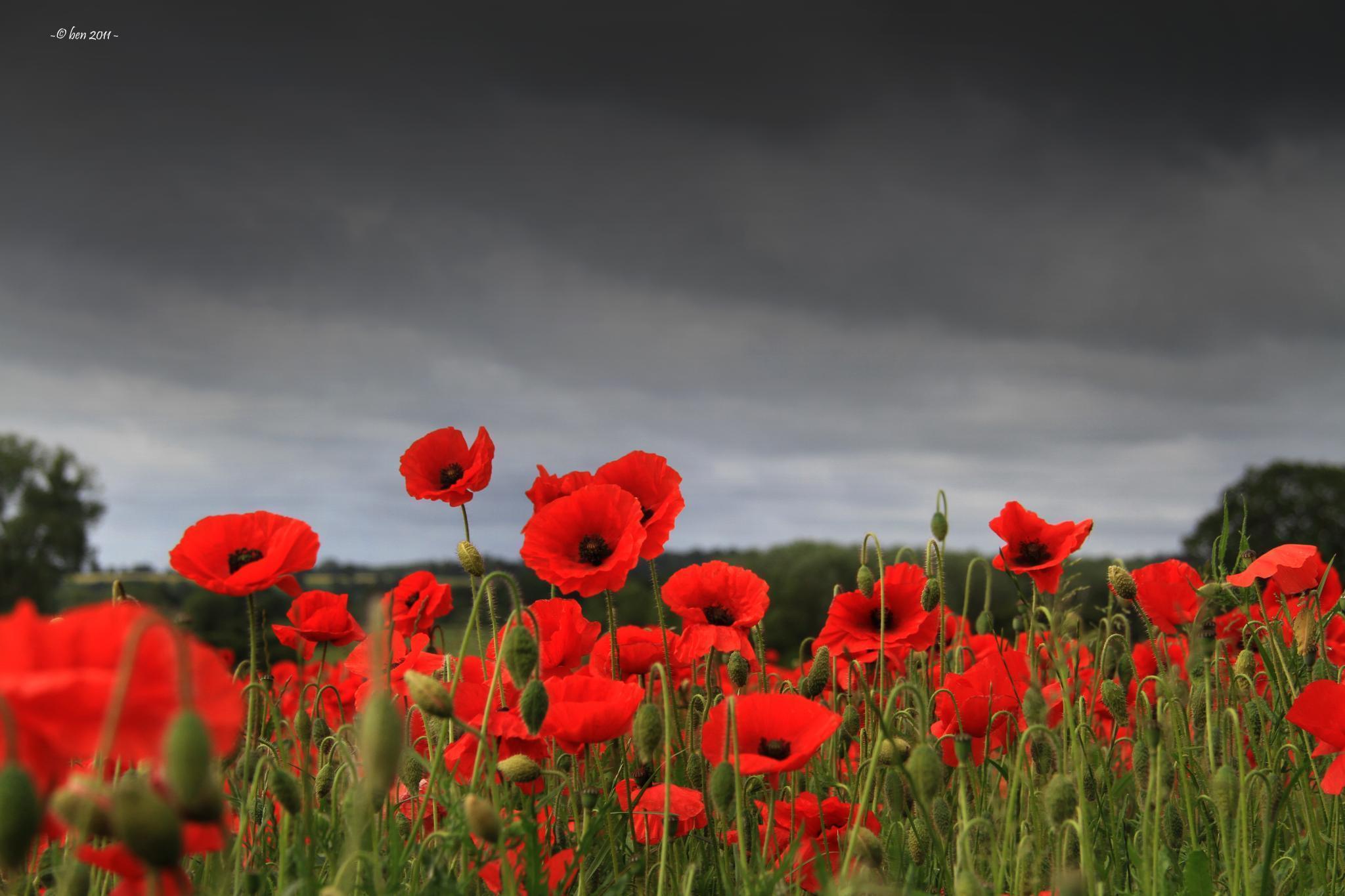 image For > Remembrance Day Poppy Field