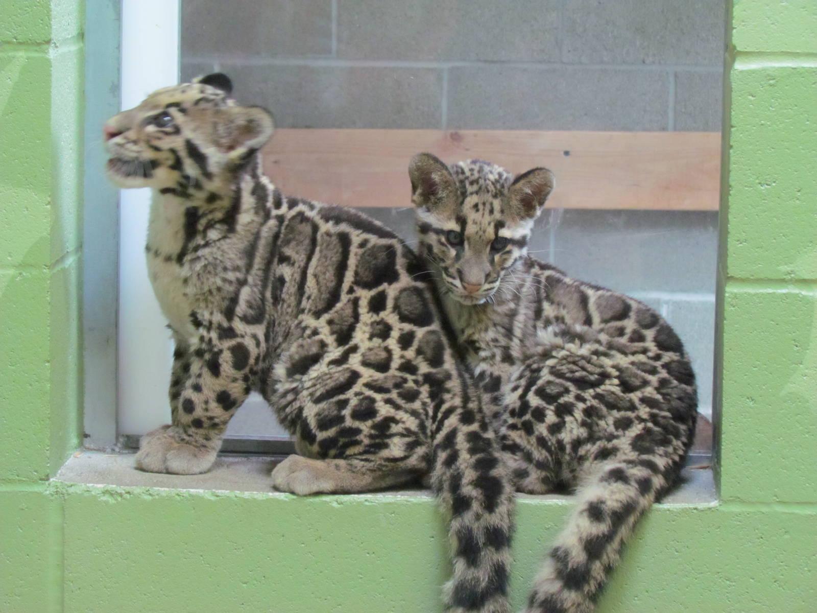 image For > Clouded Leopard Cubs
