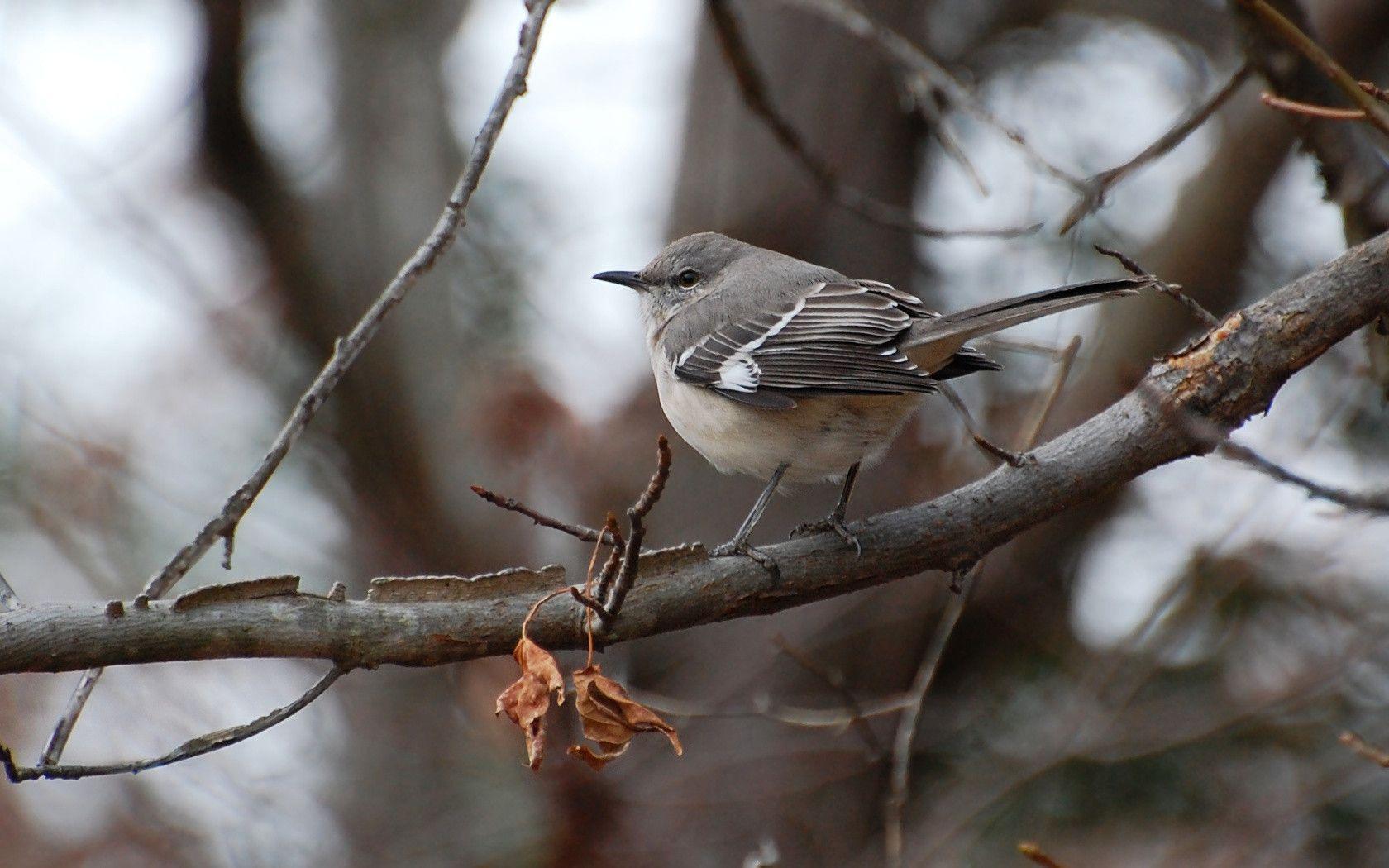 Suzanne Britton Nature Photography: Winter Mockingbird