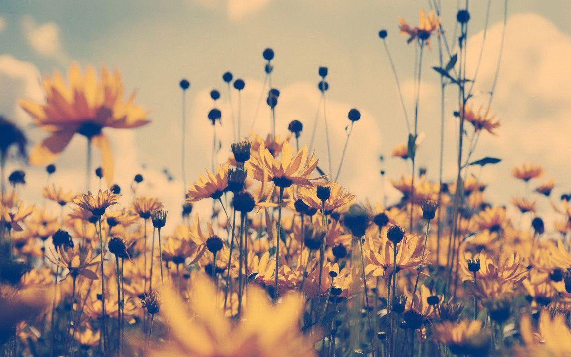 Wildflowers desktop wallpaper