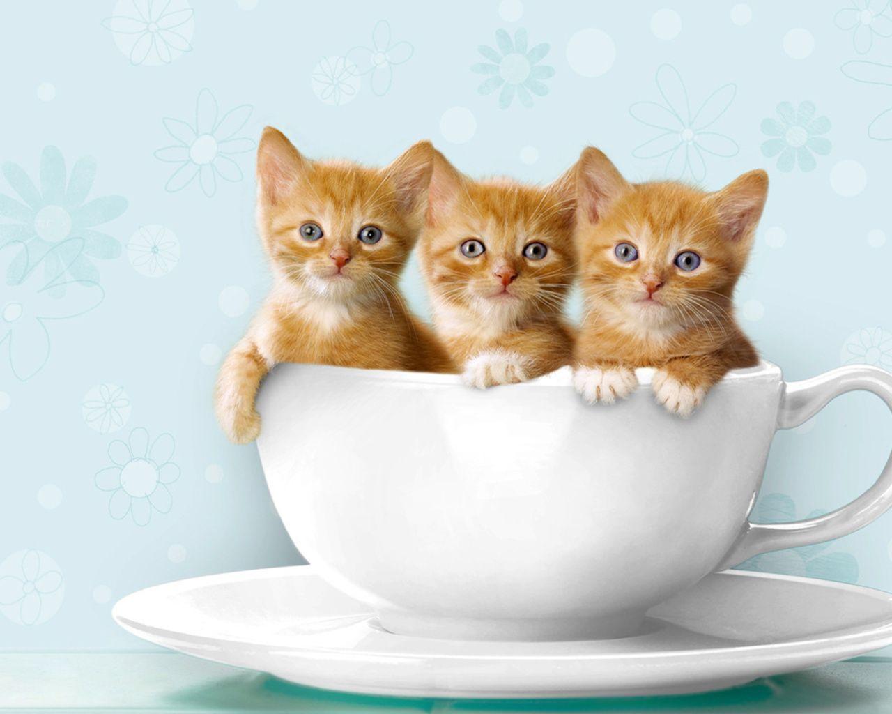 Wallpaper For > Cute Cat Wallpaper Kitten