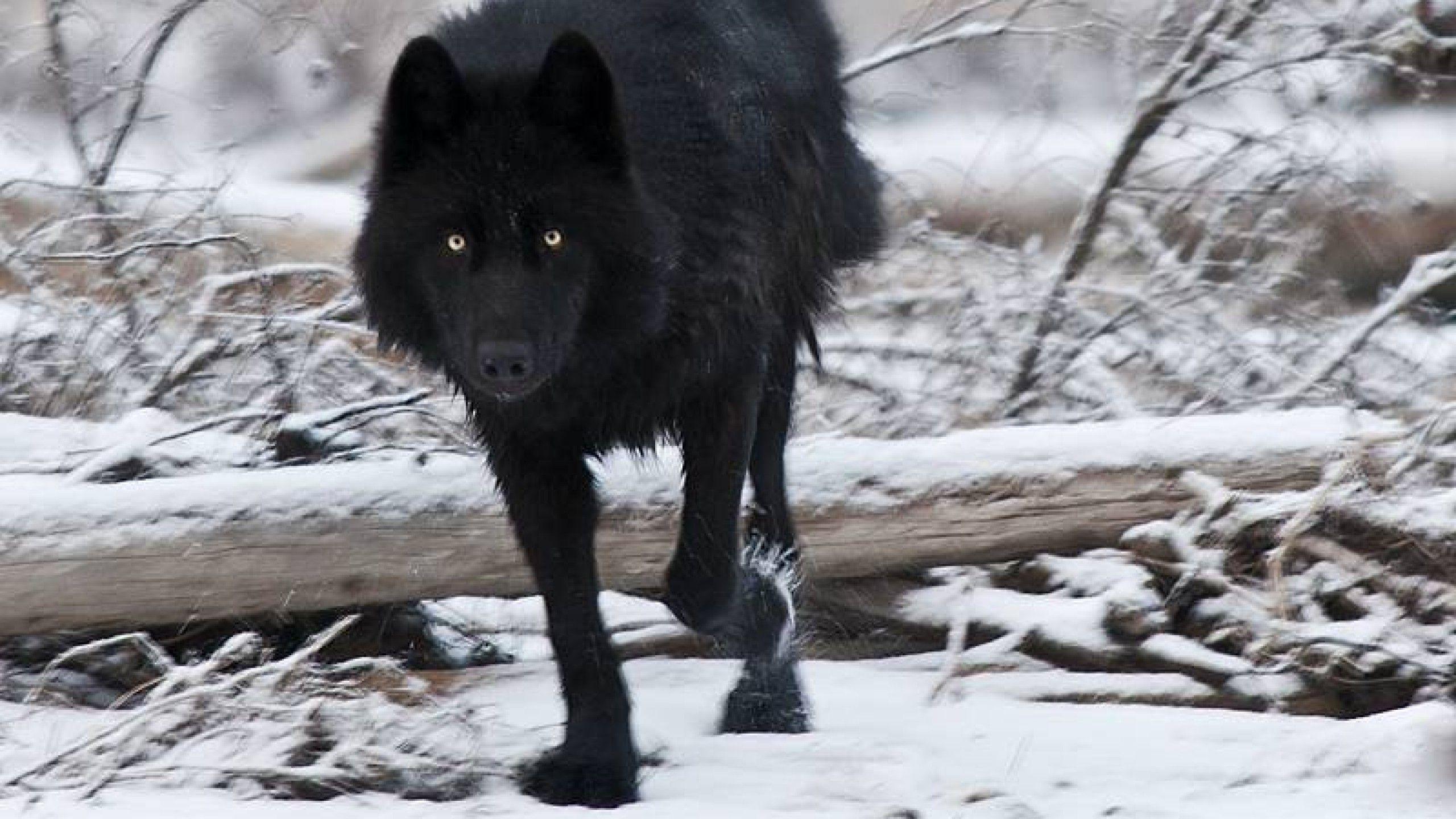 Black Wolf Wallpapers - Wallpaper Cave