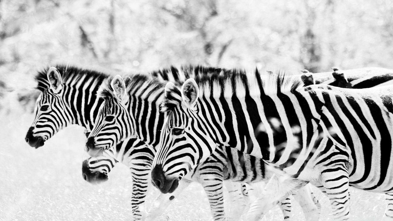 Black And White Zebra Wallpaper 27334 HD Picture. Top Wallpaper