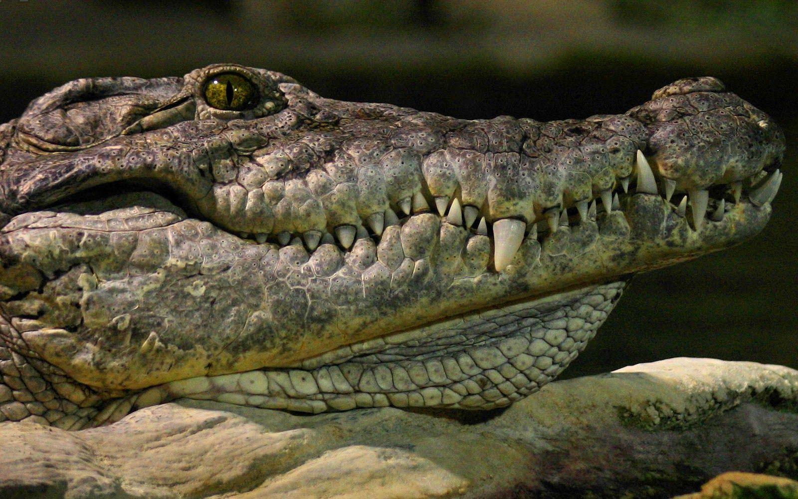 Android Phones Wallpaper: Android Wallpaper Crocodile