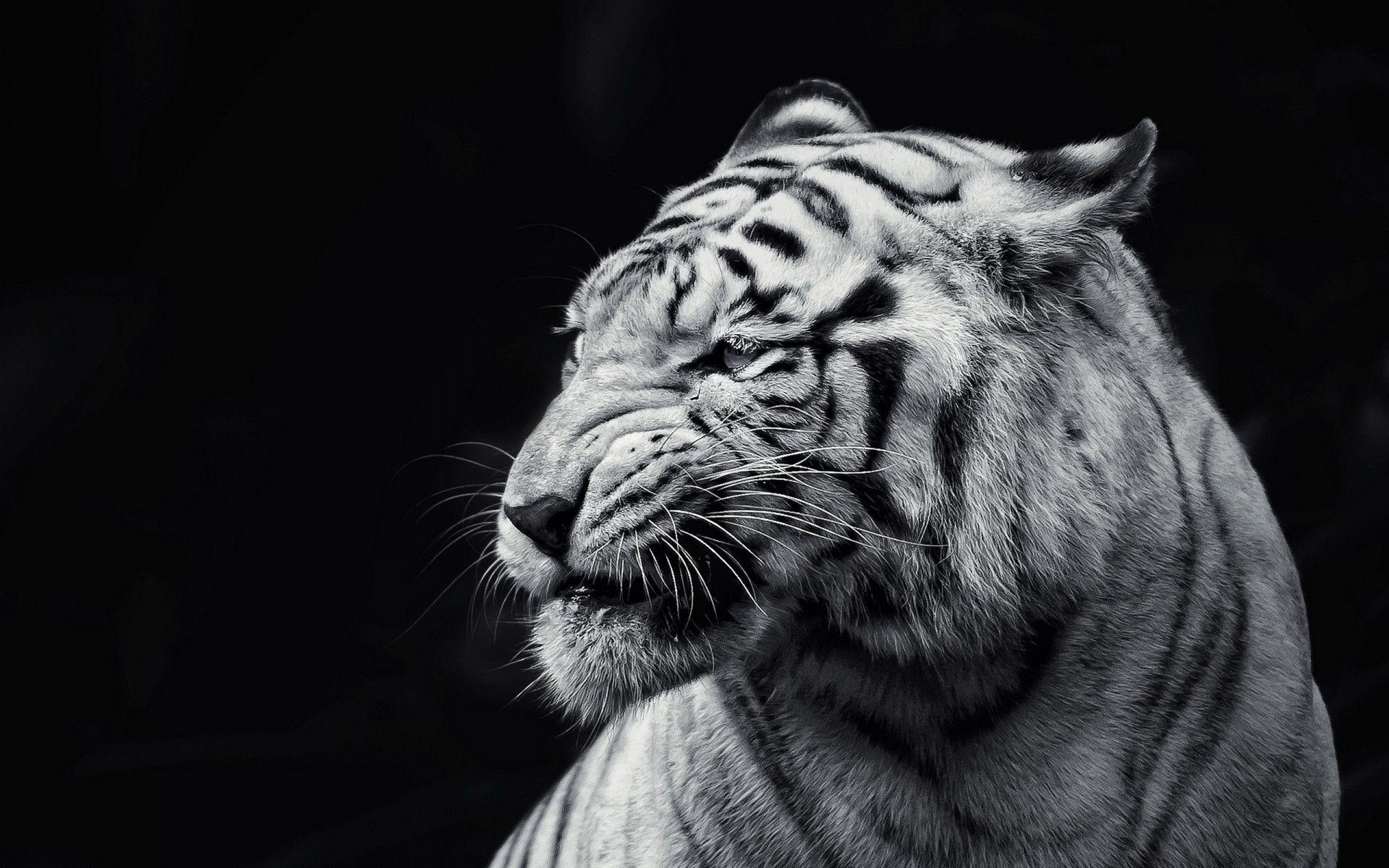 White Tiger Wallpaper. White Tiger Background
