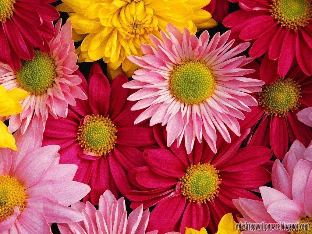 Beautiful Daisy Flower Desktop Wallpaper Wallpaper