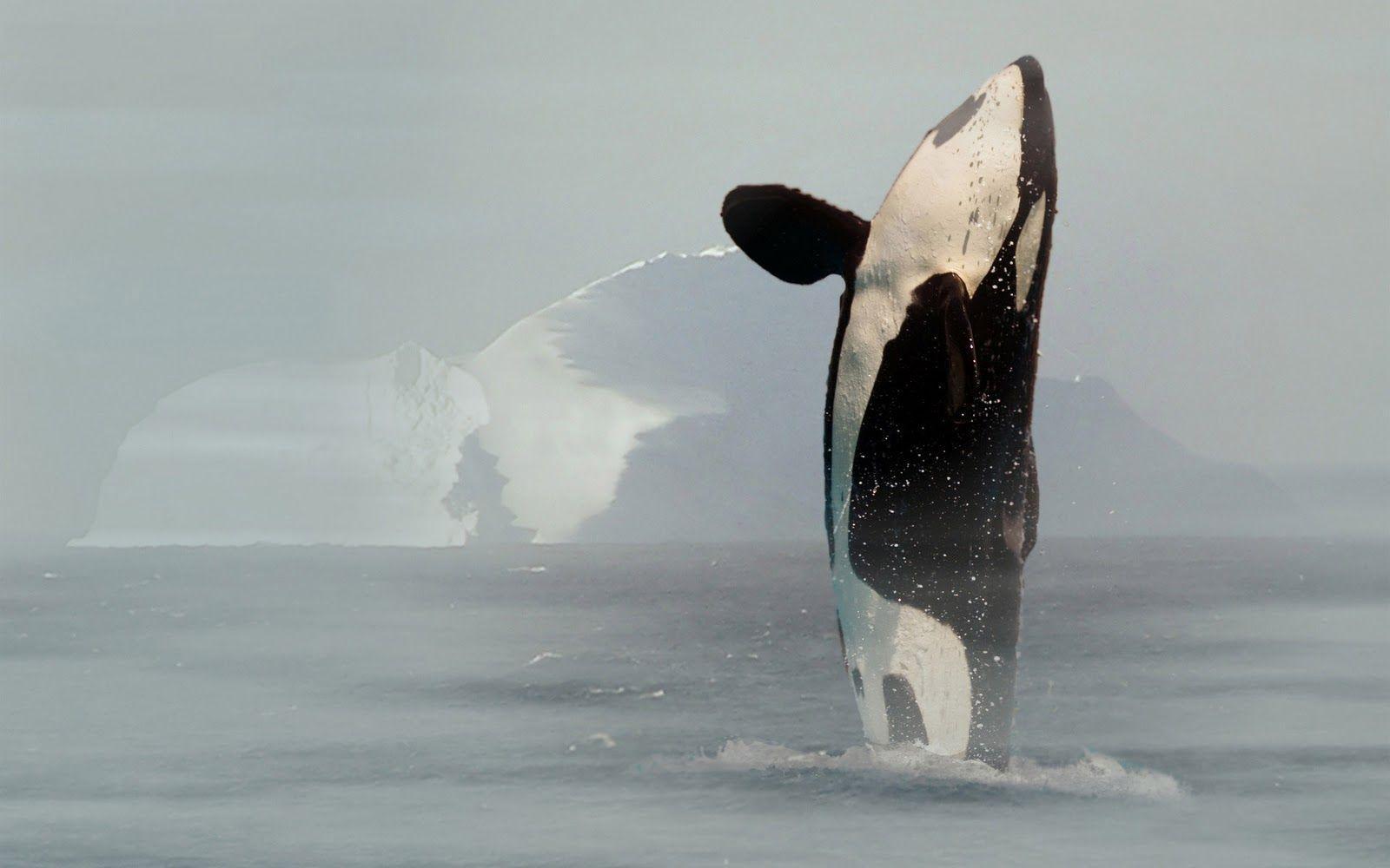 Killer Whale Photo Orca Wallpaper. HD Wallpaper , Background