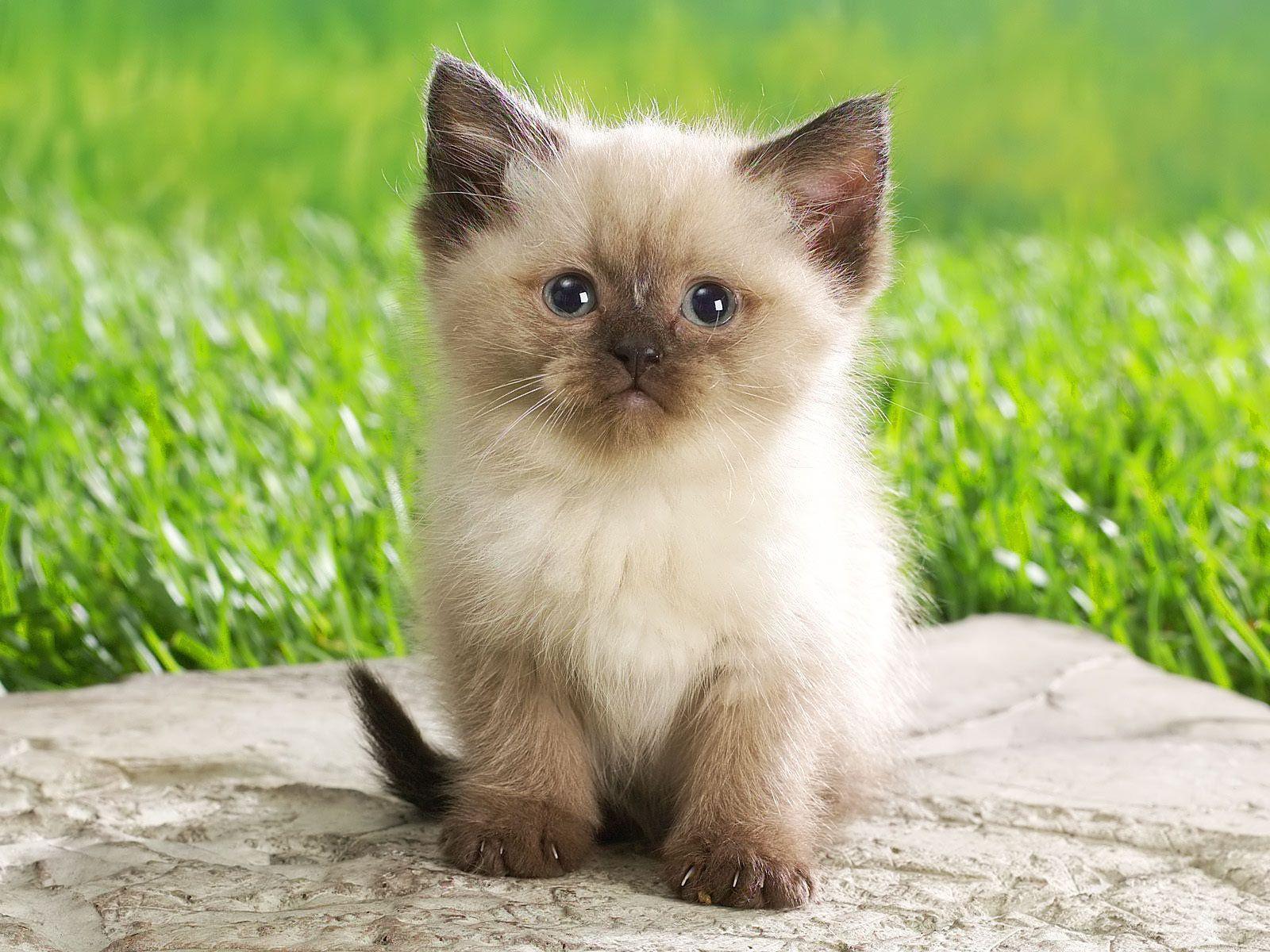 Cute Kitten Pets and Animals Wallpaper