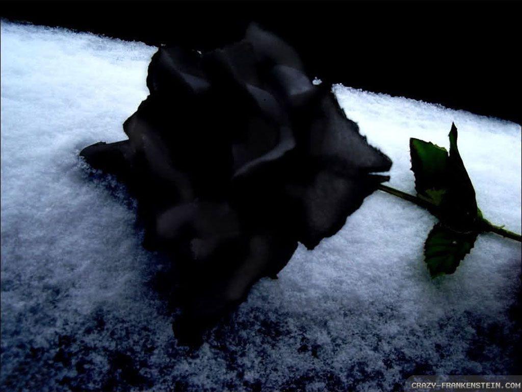 Black Rose Wallpaper 004