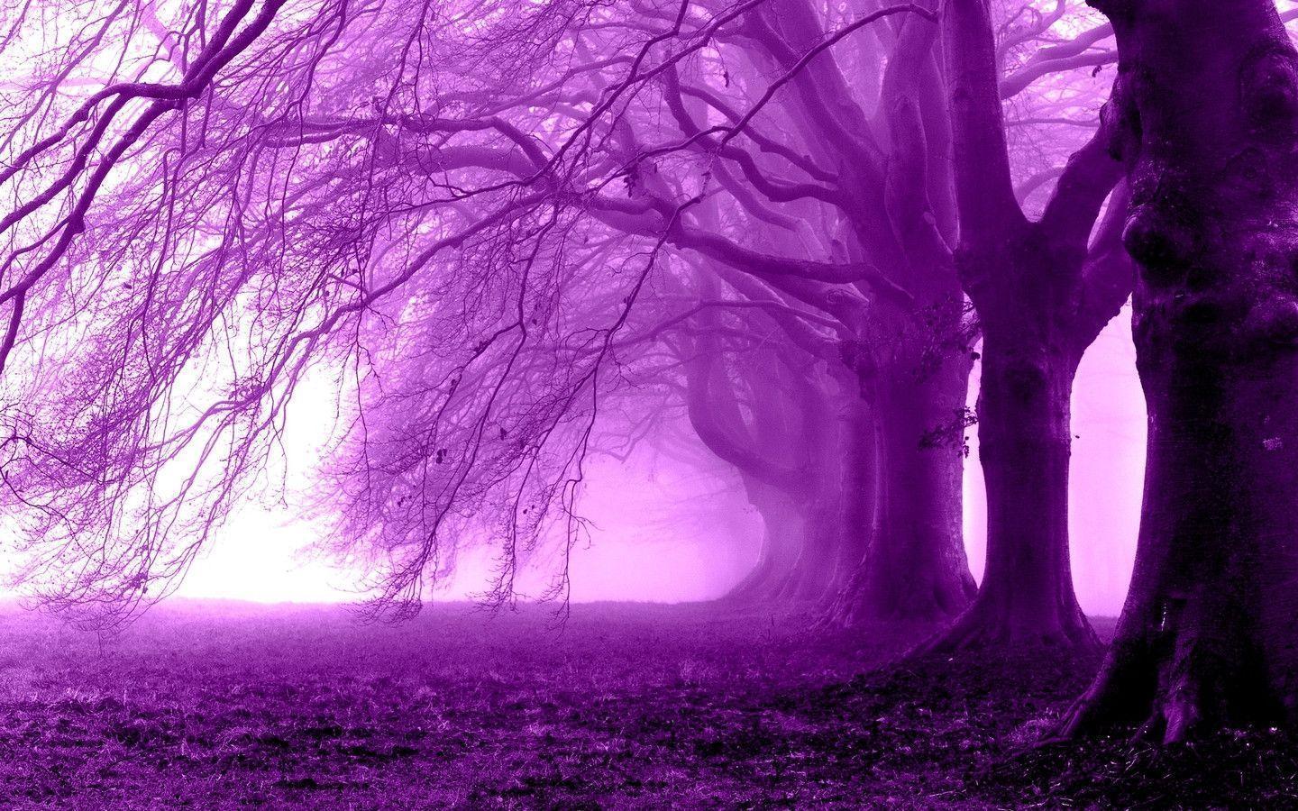 Purple Tree Wallpapers - Wallpaper Cave