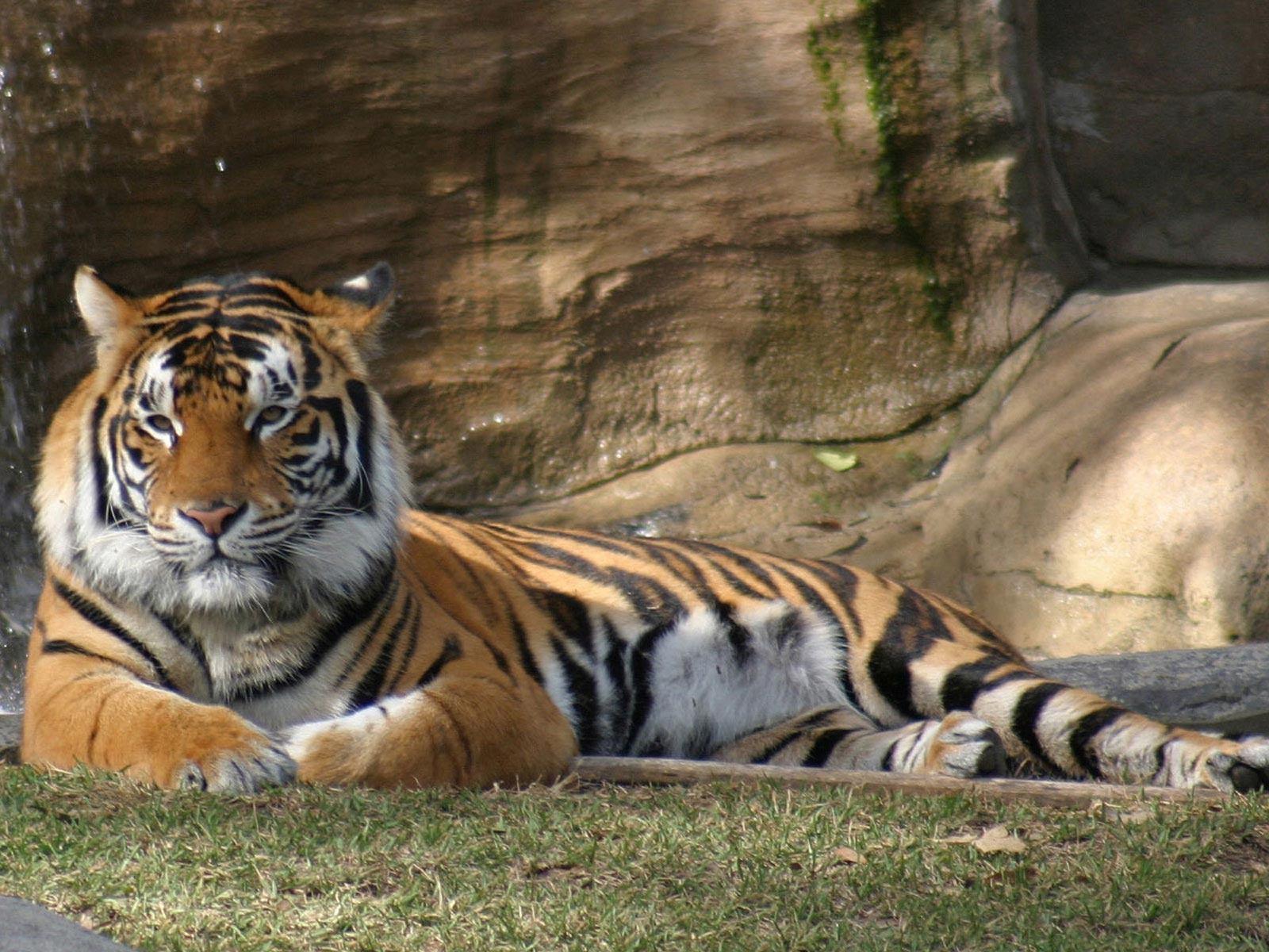 Tiger Relaxing Wallpaper. Animal HD Wallpaper