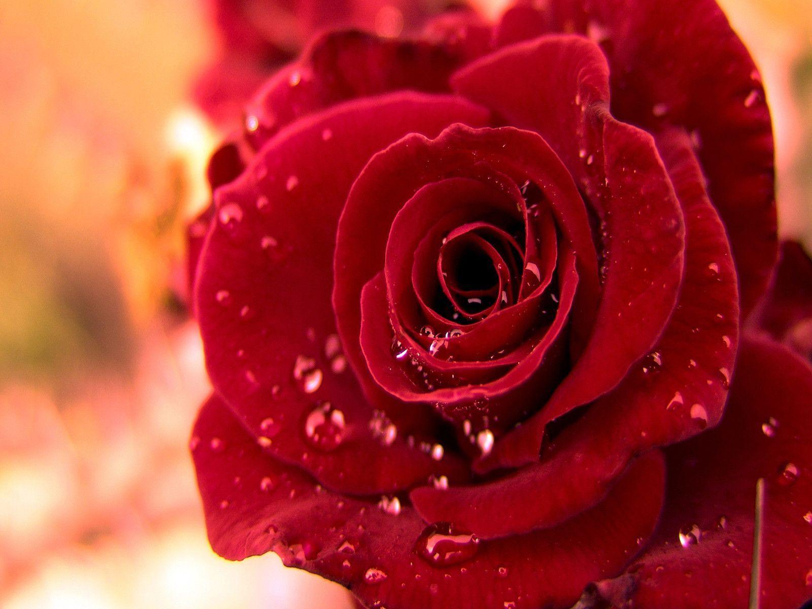 Flower Rose Love 5394 HD Wallpaper in Love n Romance
