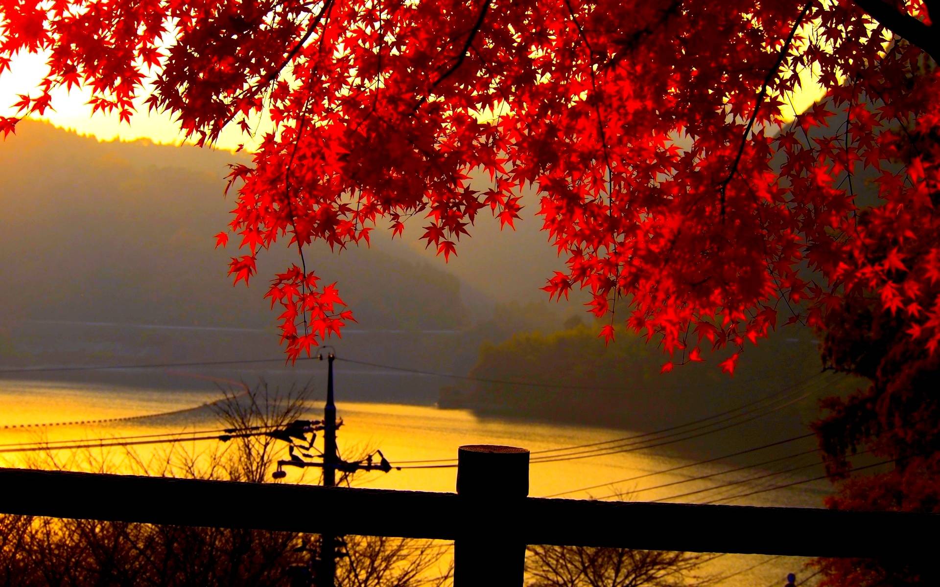 image For > Red Leaves HD Wallpaper