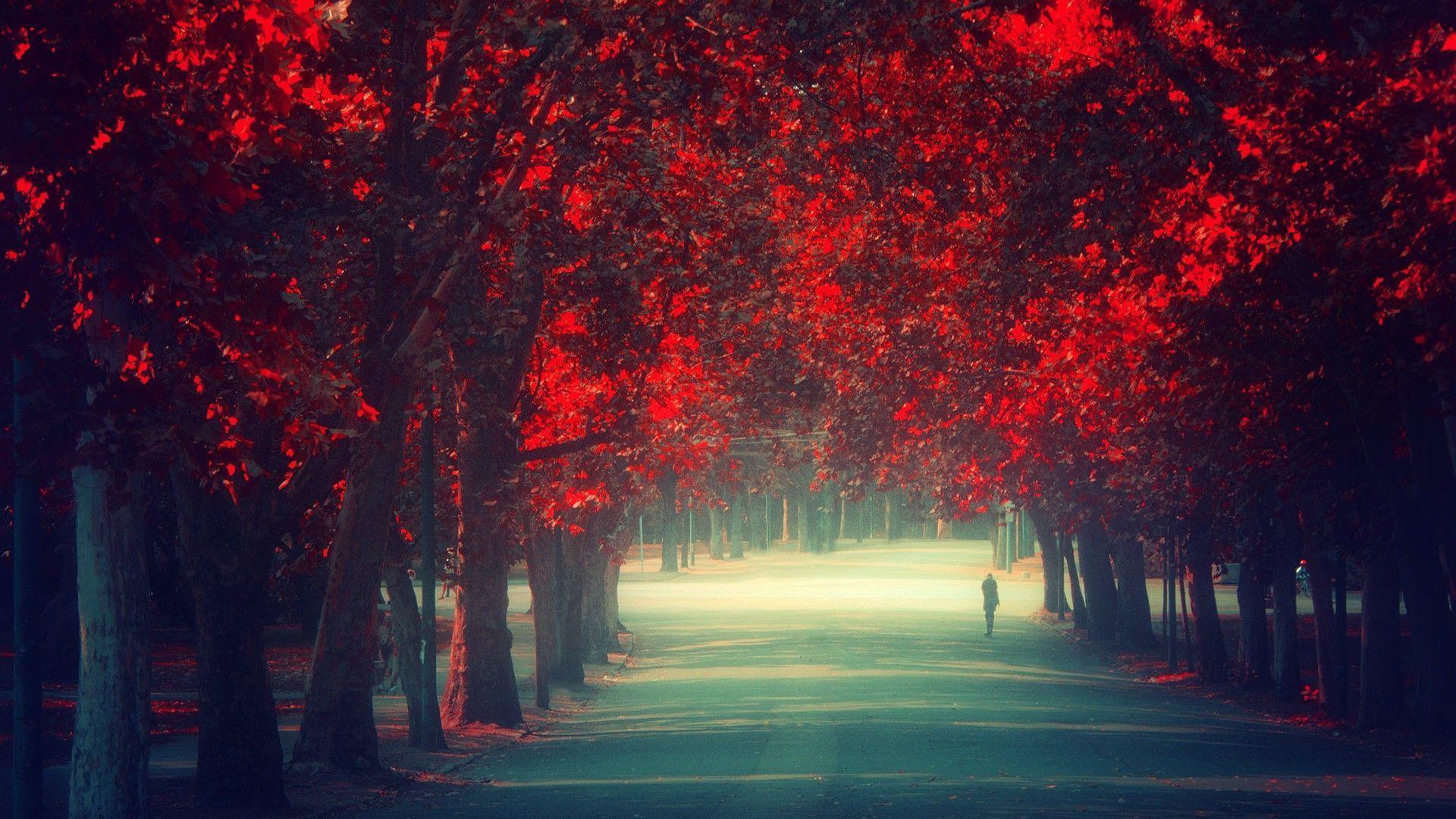 Trees Autumn Season Red Leaves Remembrance Wallpaper 1920×1080