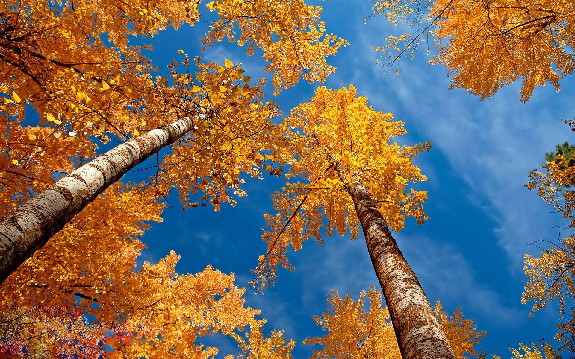 Autumn Trees Nature Wallpaper
