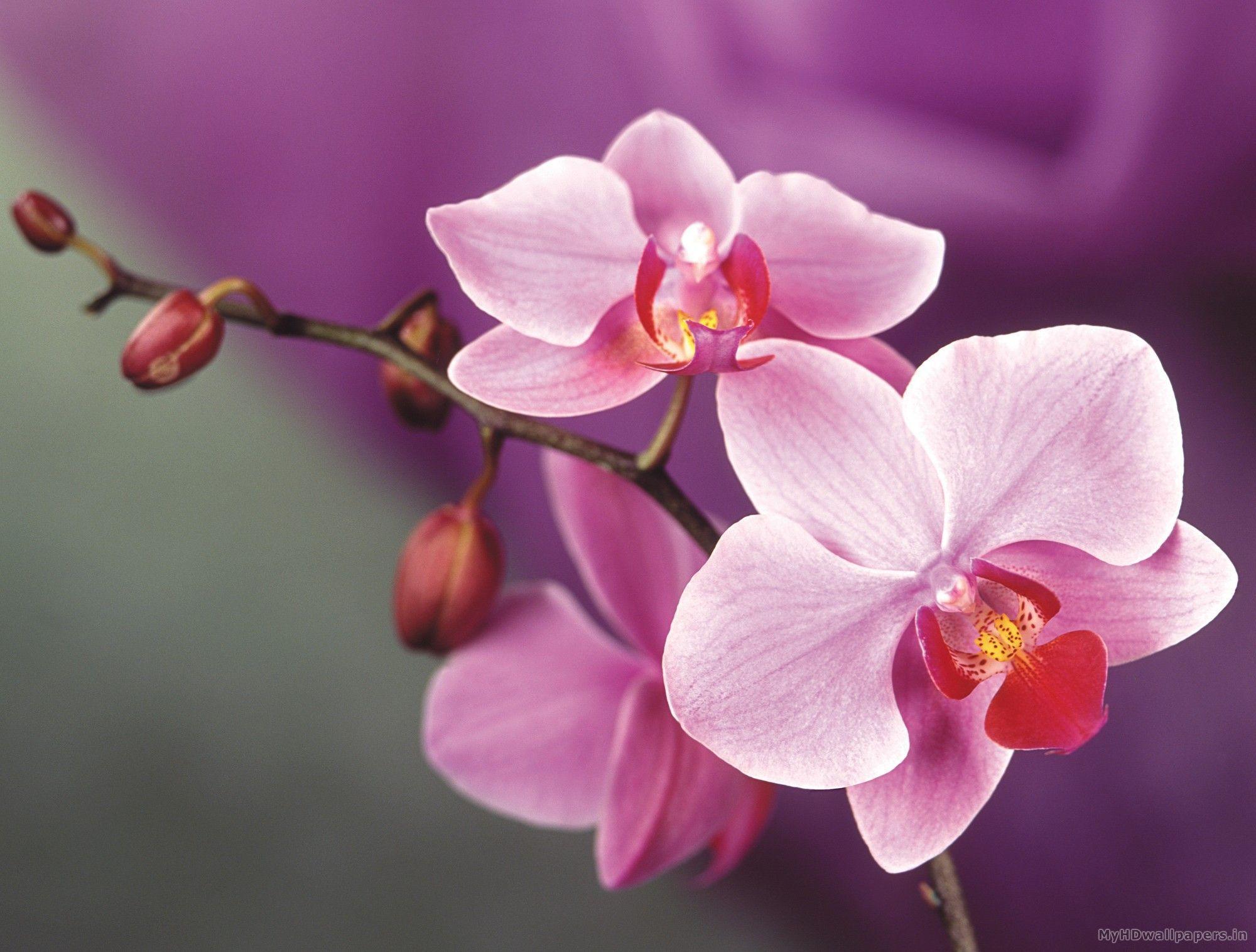 Wallpaper For > Pink Orchid Wallpaper