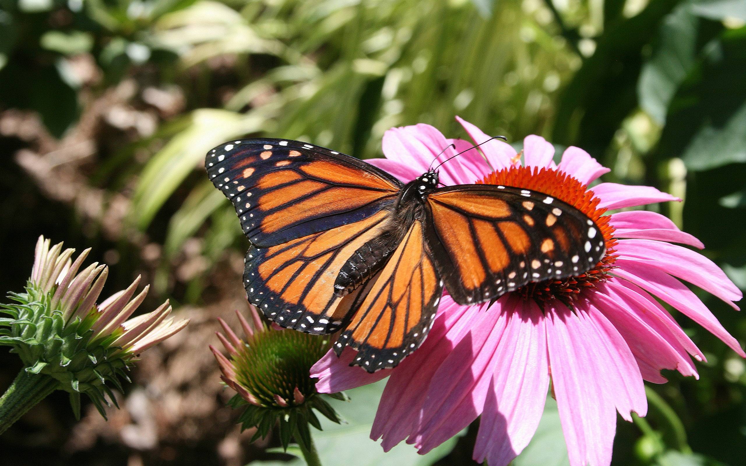 A Monarch Butterfly Wallpaper