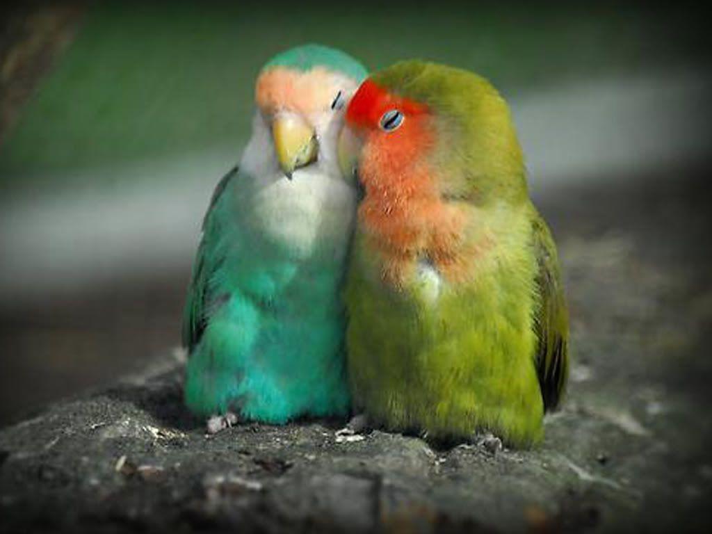Love Birds Wallpaper For
