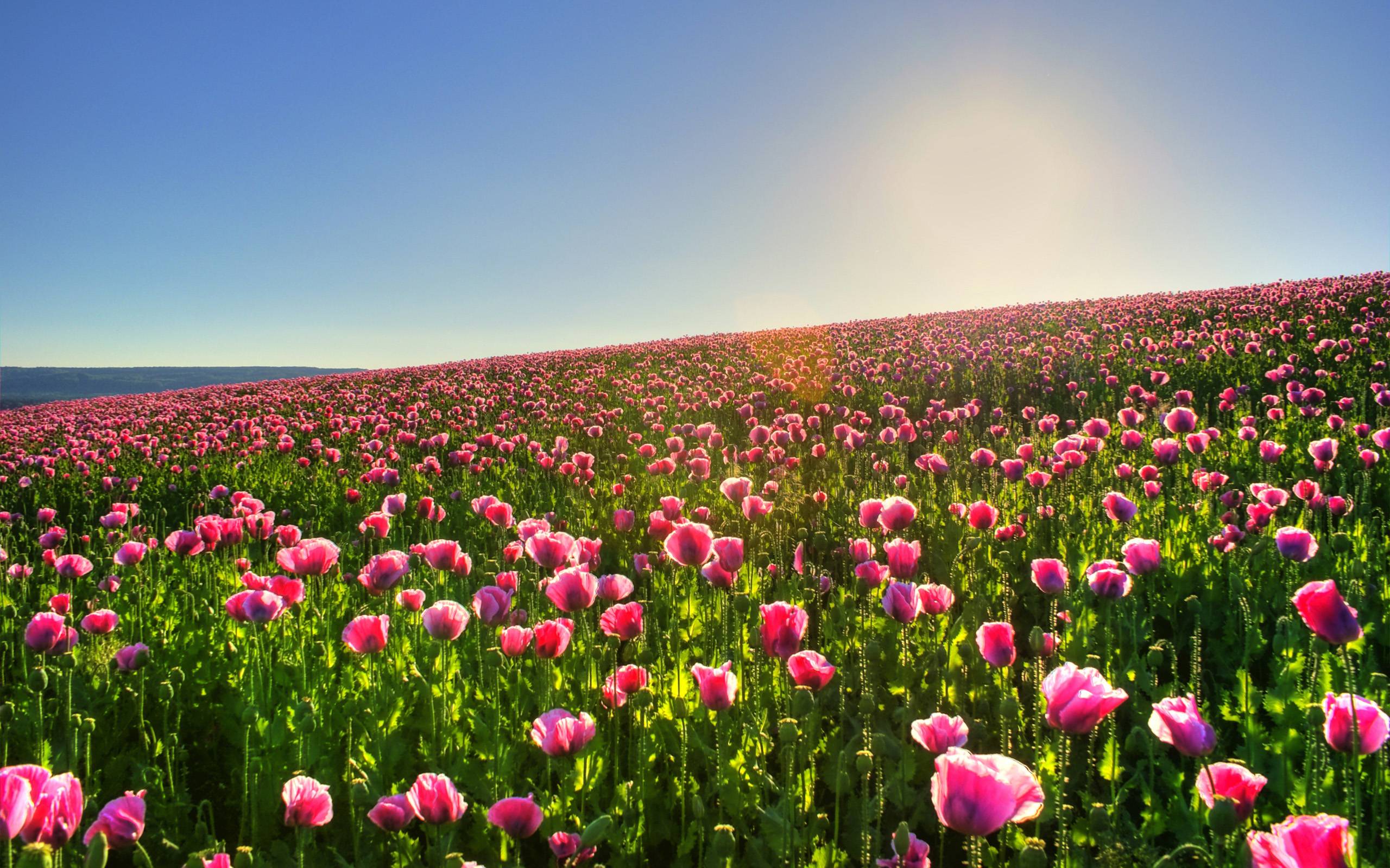 Pink Tulip Flower Garden Wallpaper