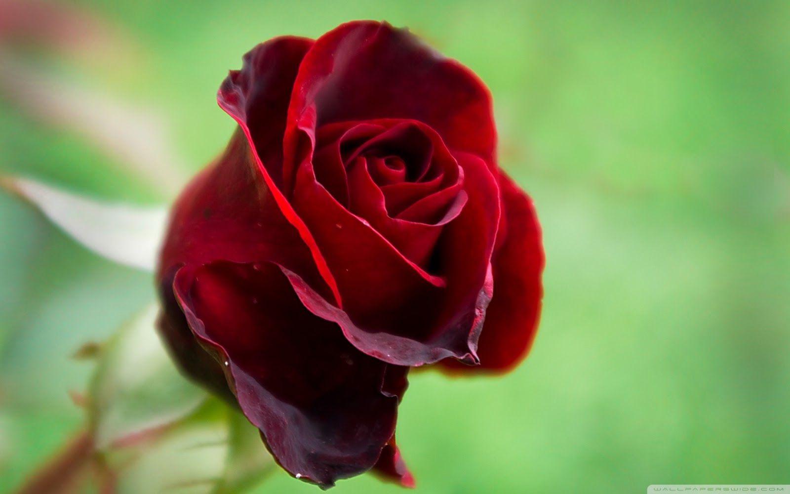 image For > A Single Red Rose Wallpaper
