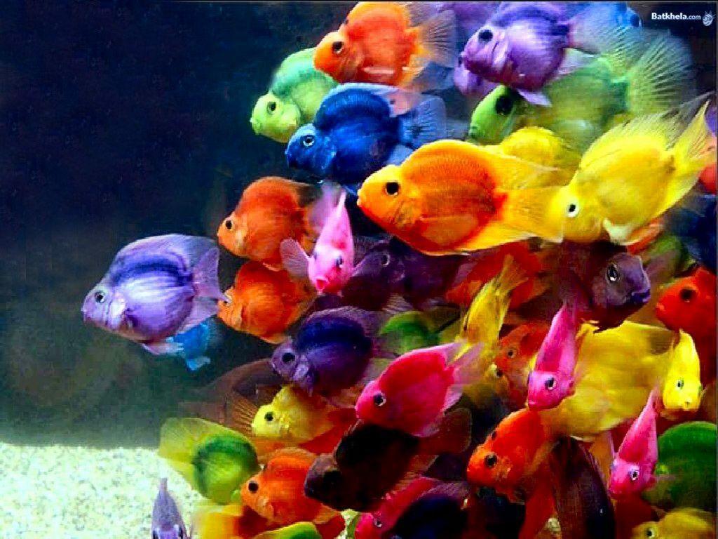 Wallpaper Download The Free Every Fish Of Rainbow