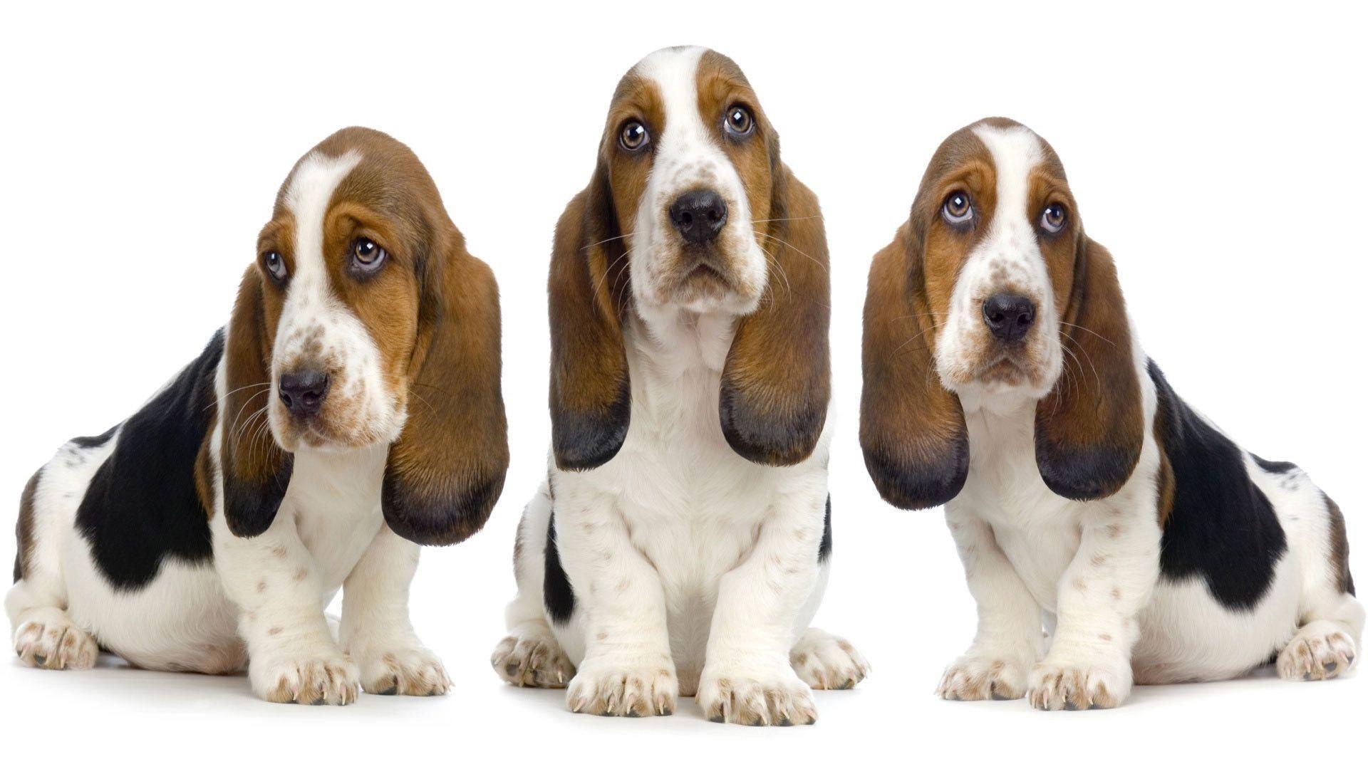 Basset Hound Wallpapers - Wallpaper Cave