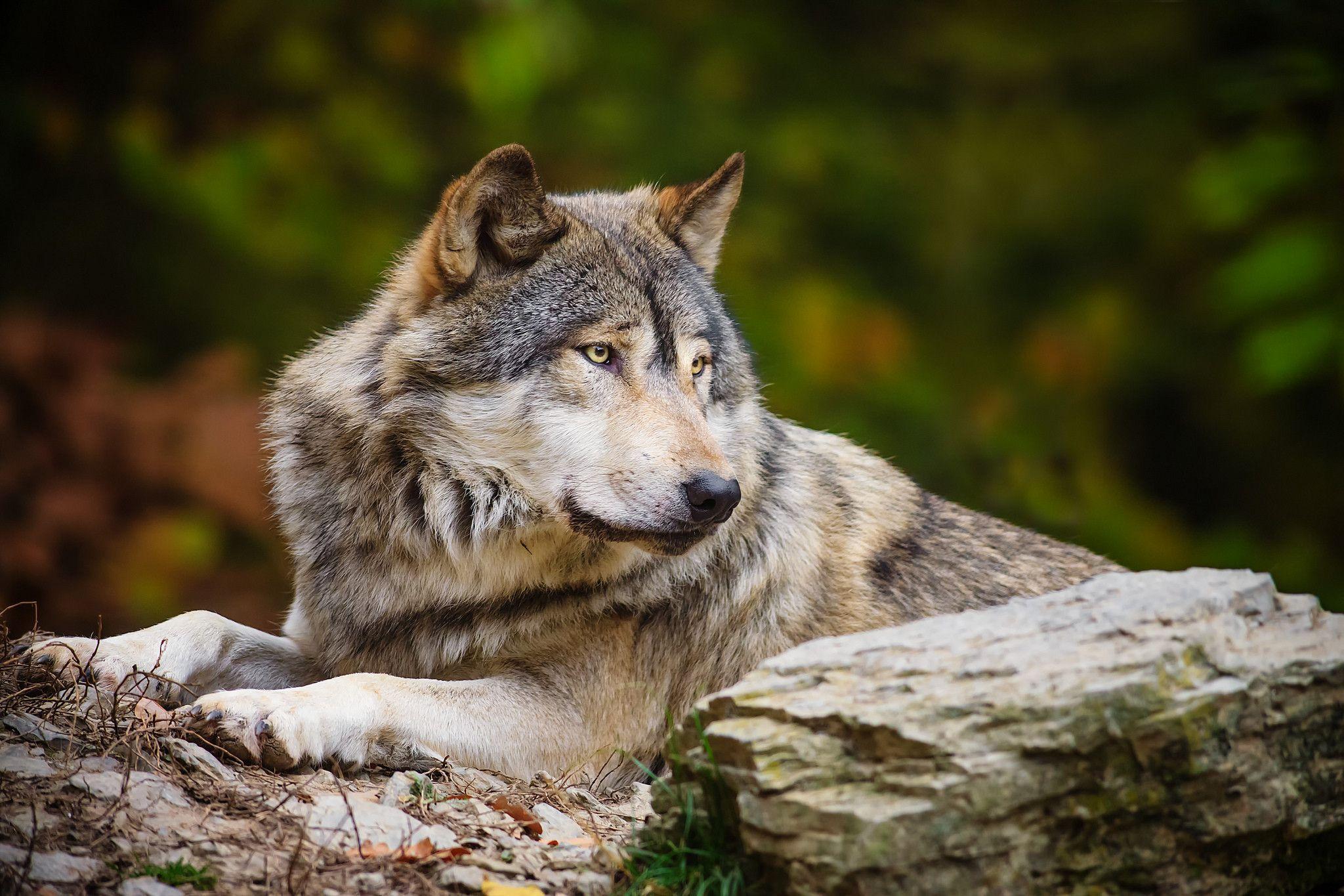 Grey Wolf Resting in Animals