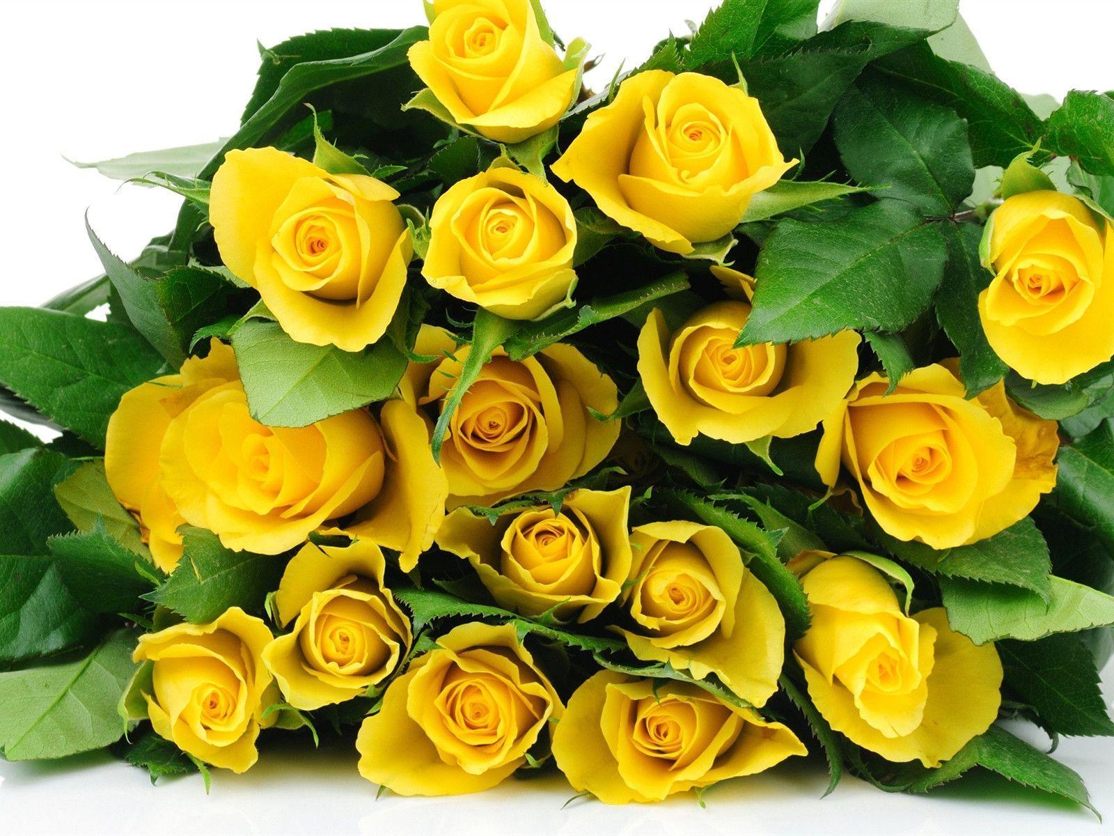 Yellow Rose Flower Wallpapers - Wallpaper Cave
