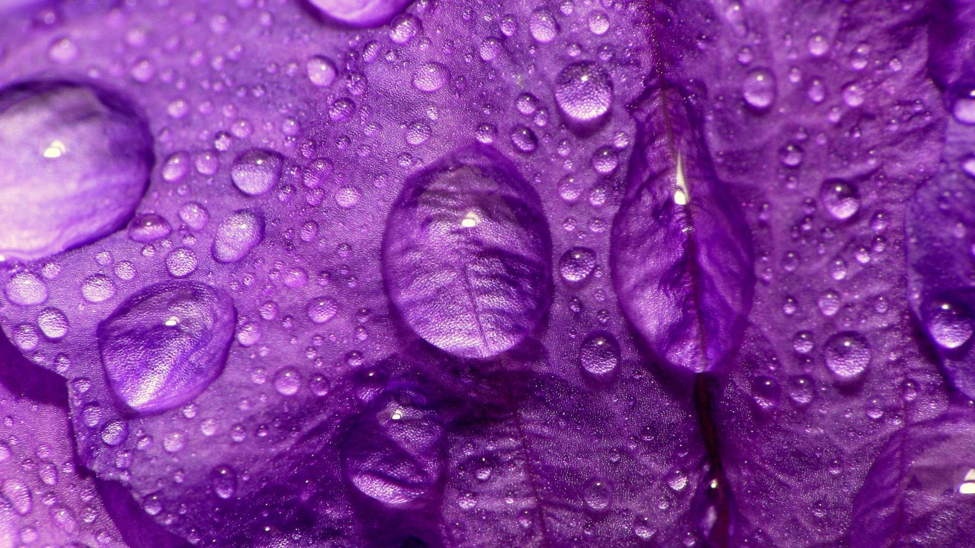 Wallpaper For > Pretty Purple Flower Background