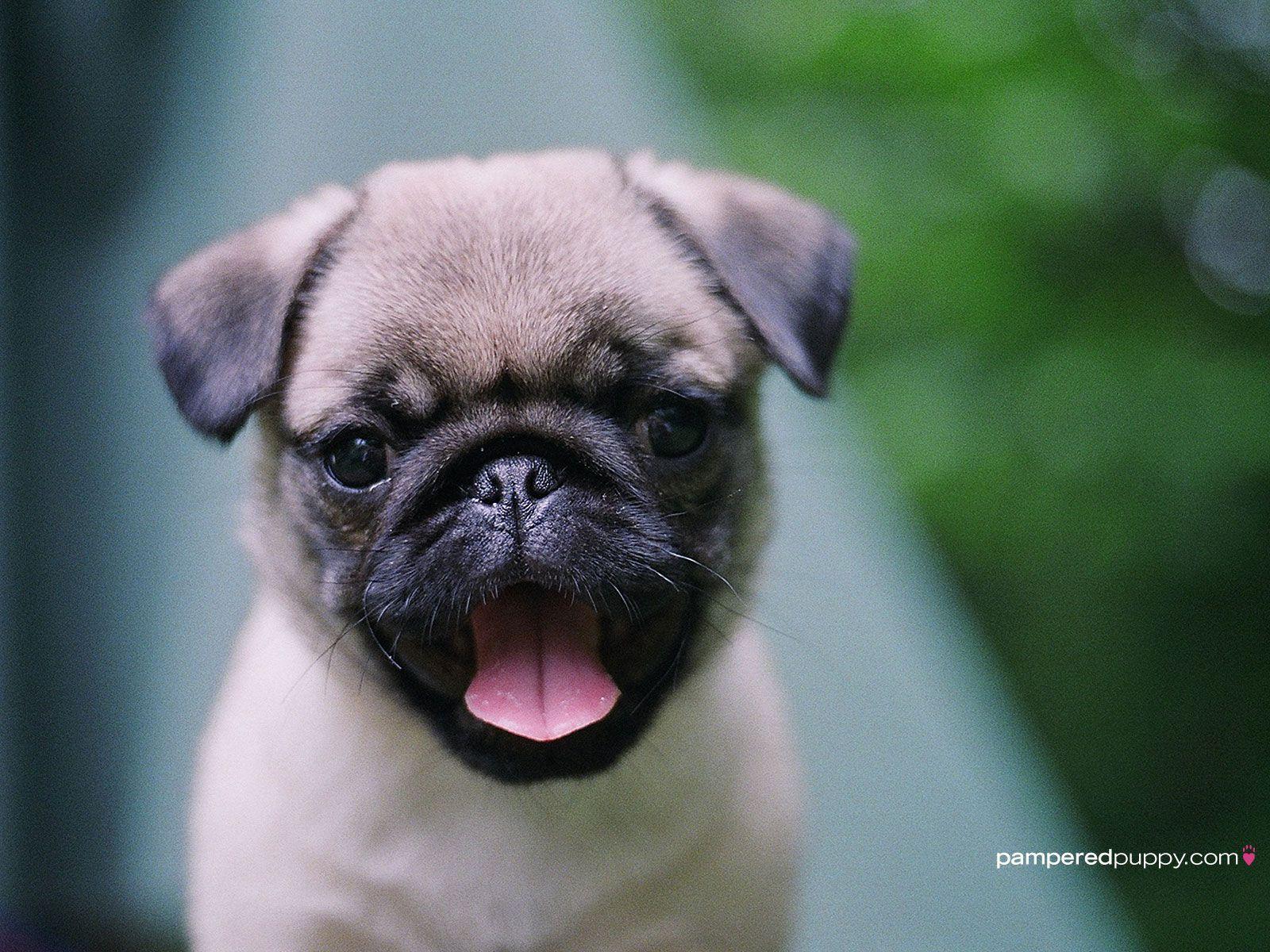 pug puppies wallpaper white. Funny picture photo, funny jokes