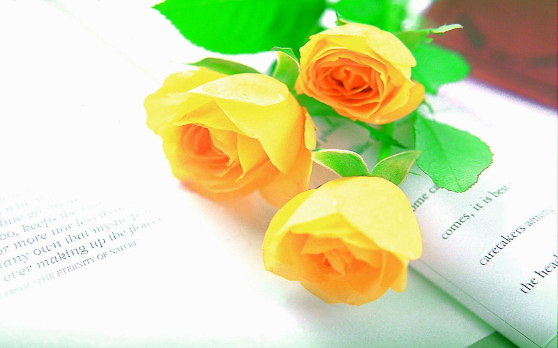 Flowers For > Yellow Roses Wallpaper