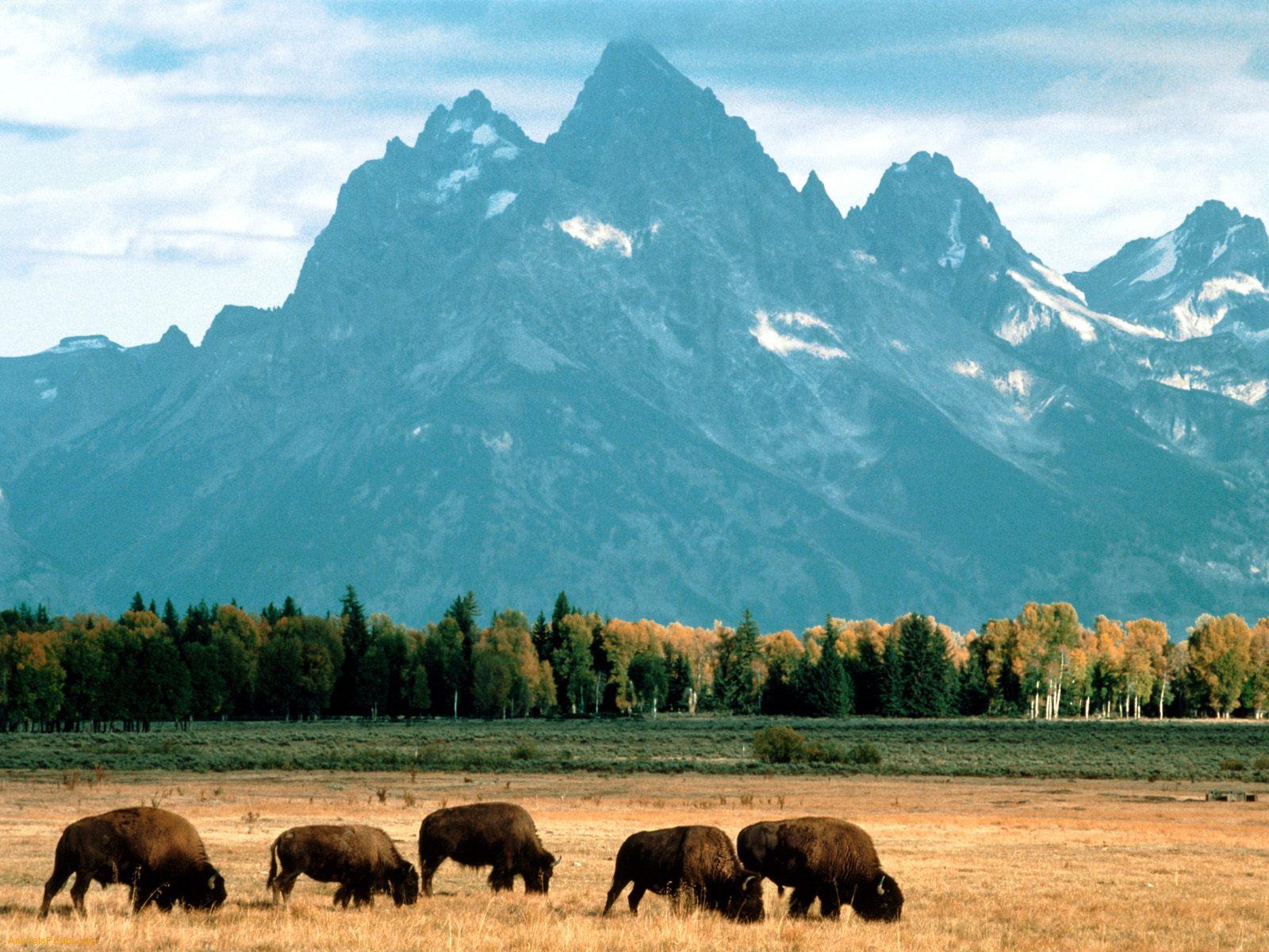 Bison Grand Teton National Park Wyoming 1 - Bison Wallpaper