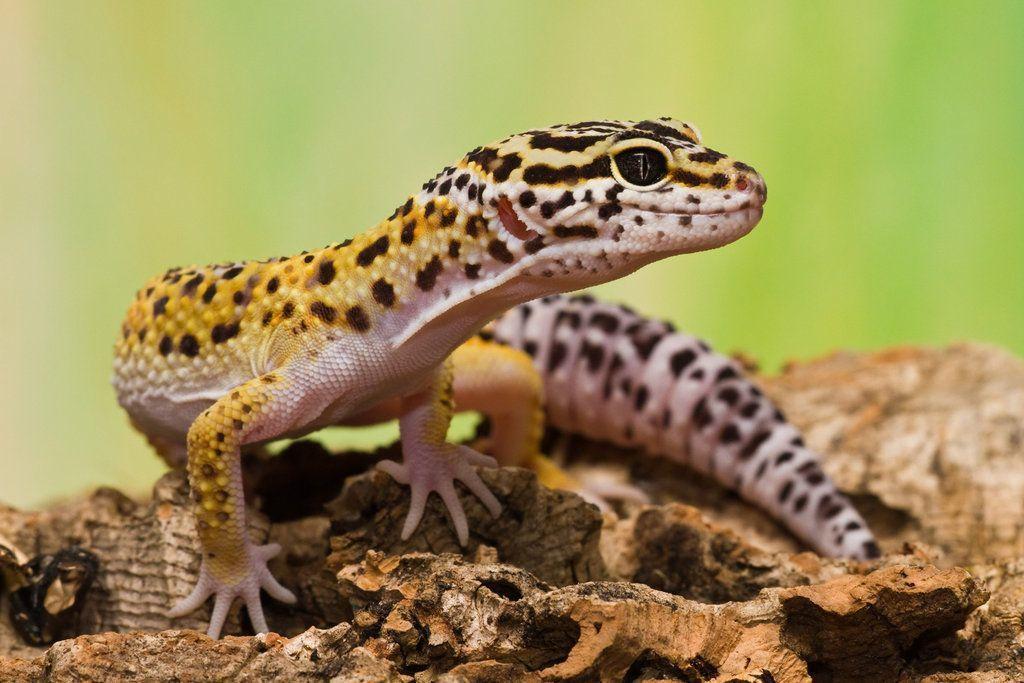 Wild Pakistan: Reptiles and Amphibians Virtual Staffing