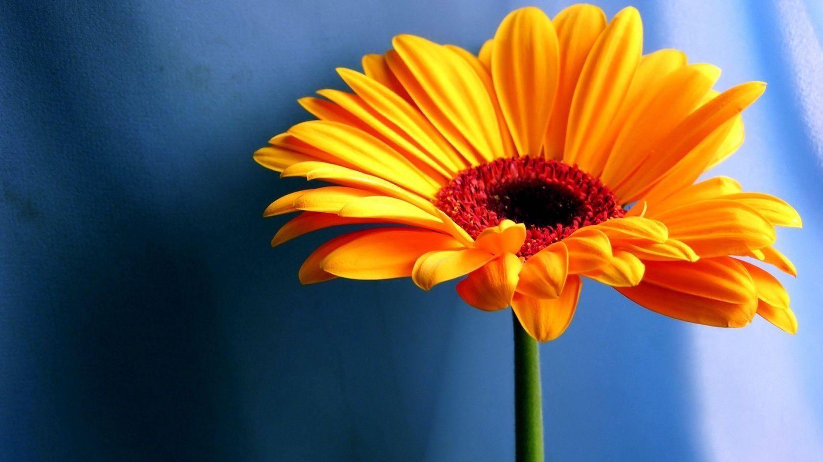 Yellow Contrast Flower Flowers Free Desktop Download HD Wallpaper