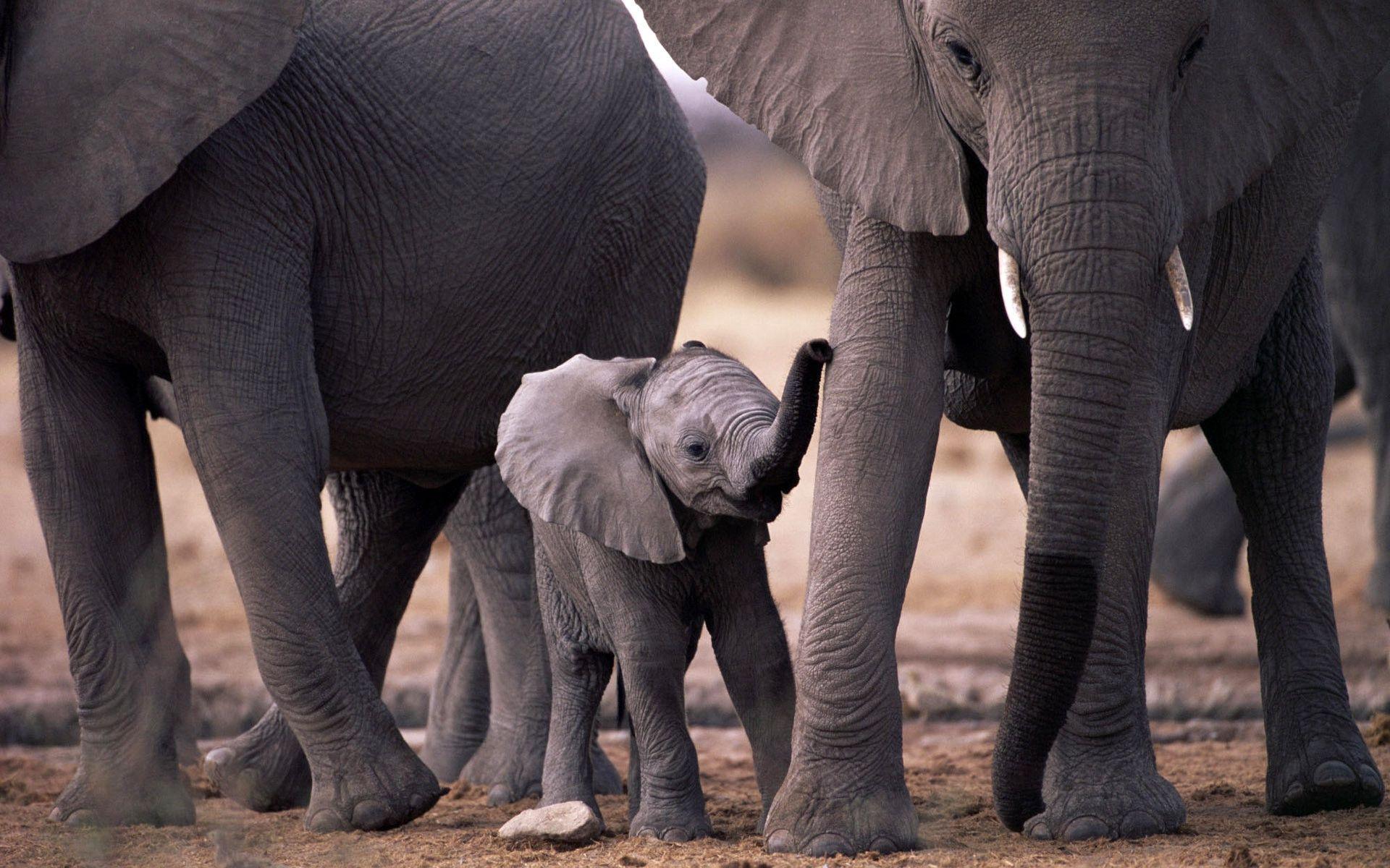 Baby Elephant Calf with Family Free and Wallpaper