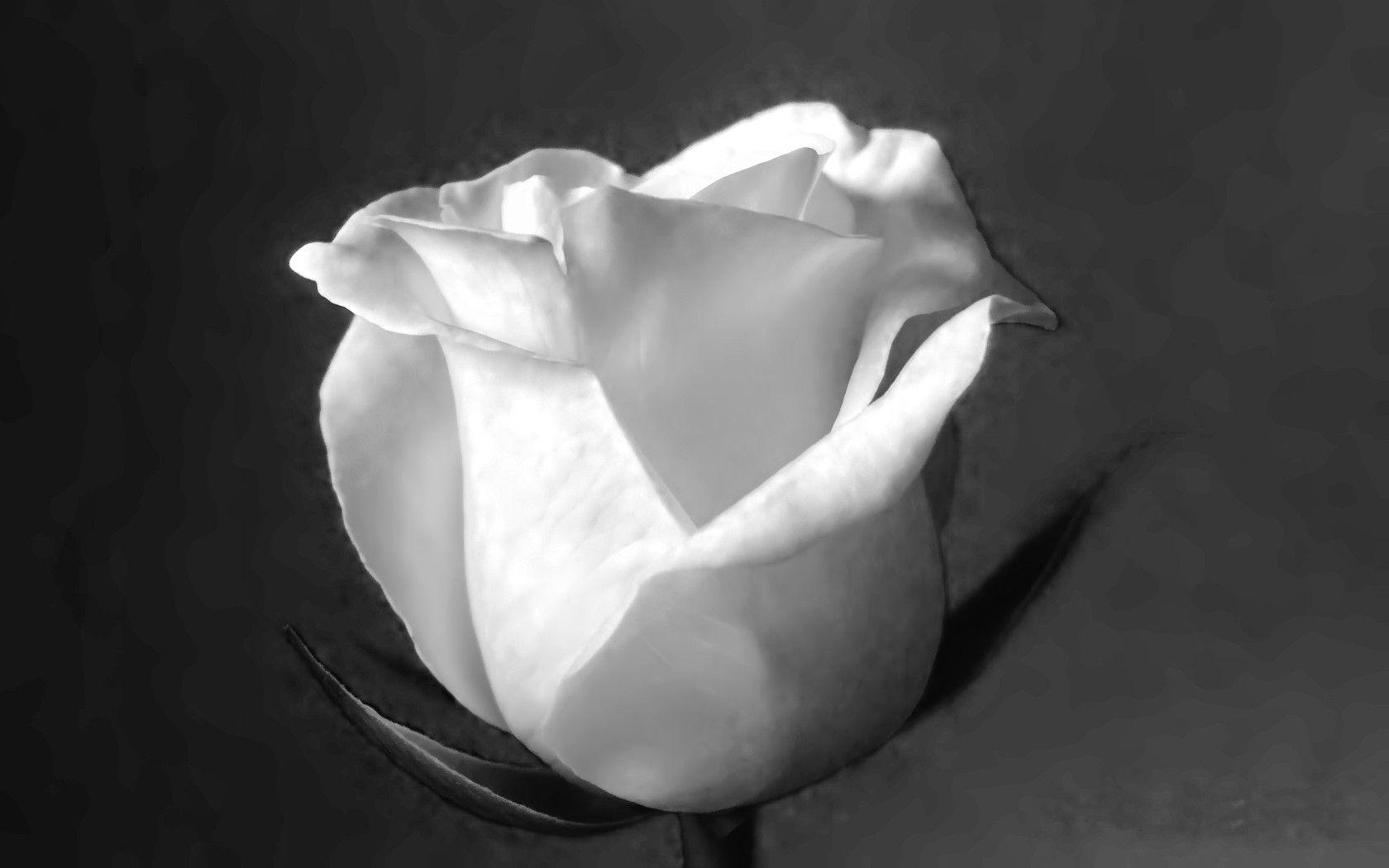 Black and White Rose Fondos de pantalla