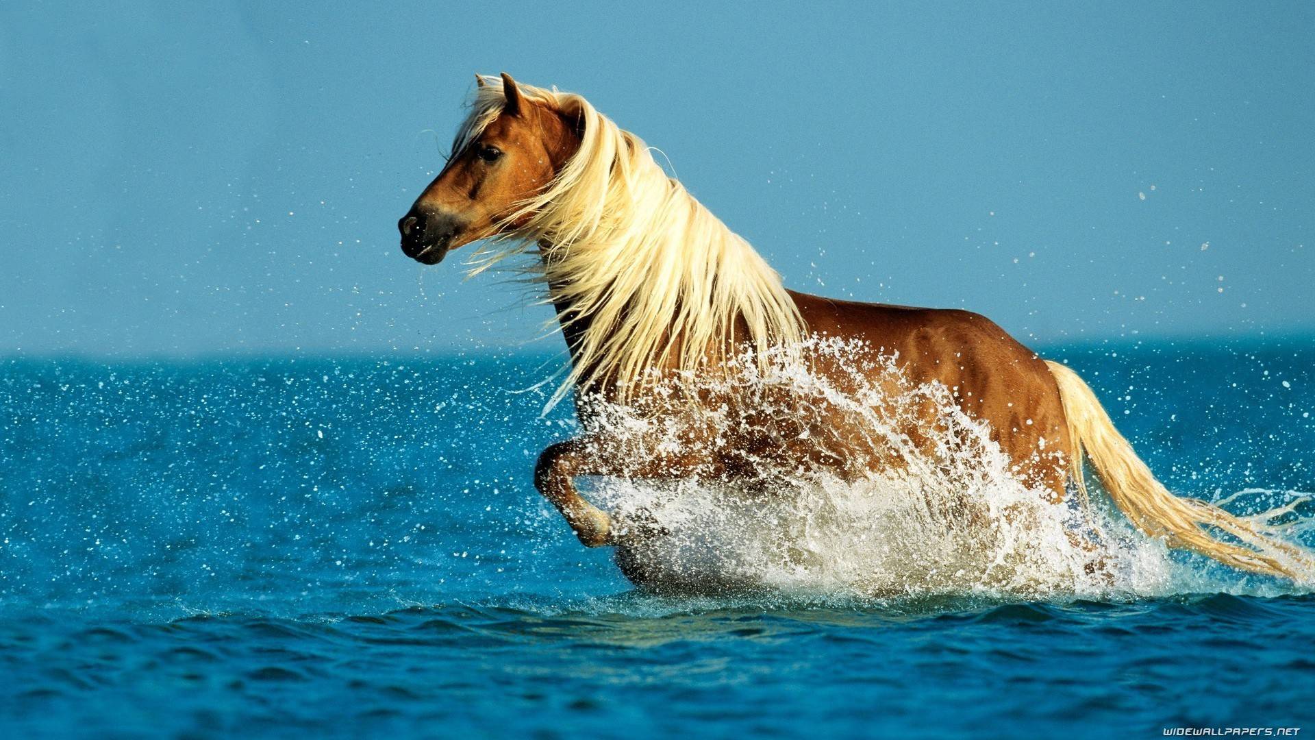 Water Nature Animals Horses Swimming Skyscapes Fresh New HD