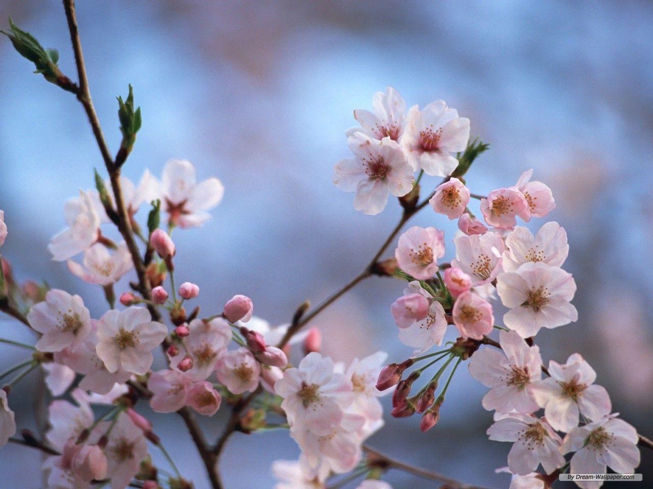 Wallpaper For > Cherry Blossom Wallpaper Desktop