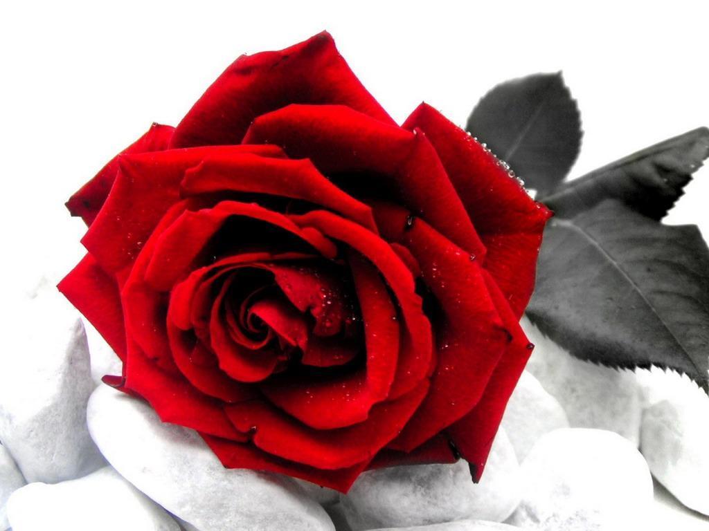 White And Red Rose Wallpaper