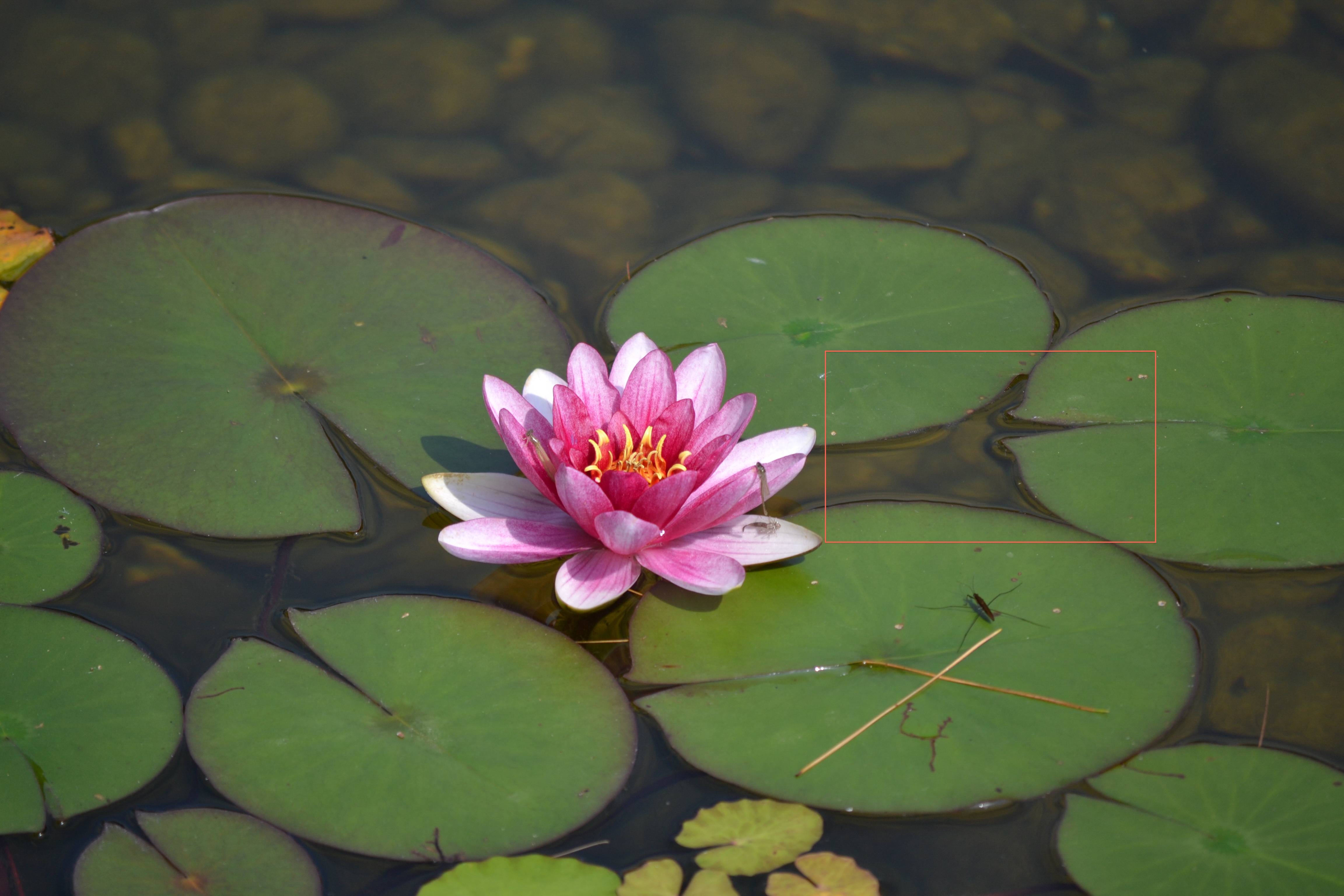 Lily Pad Wallpapers - Wallpaper Cave