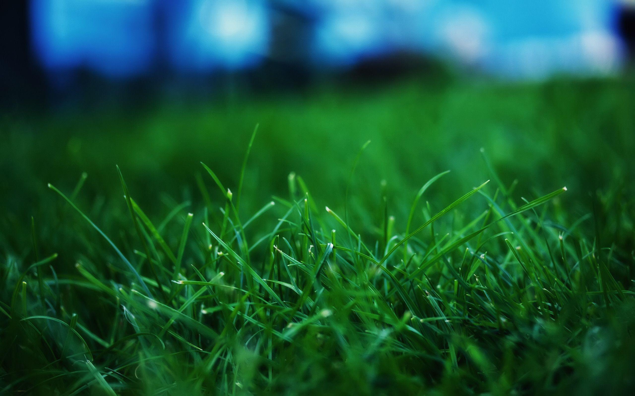 Green Grass Wallpaper Wallpaper Inn