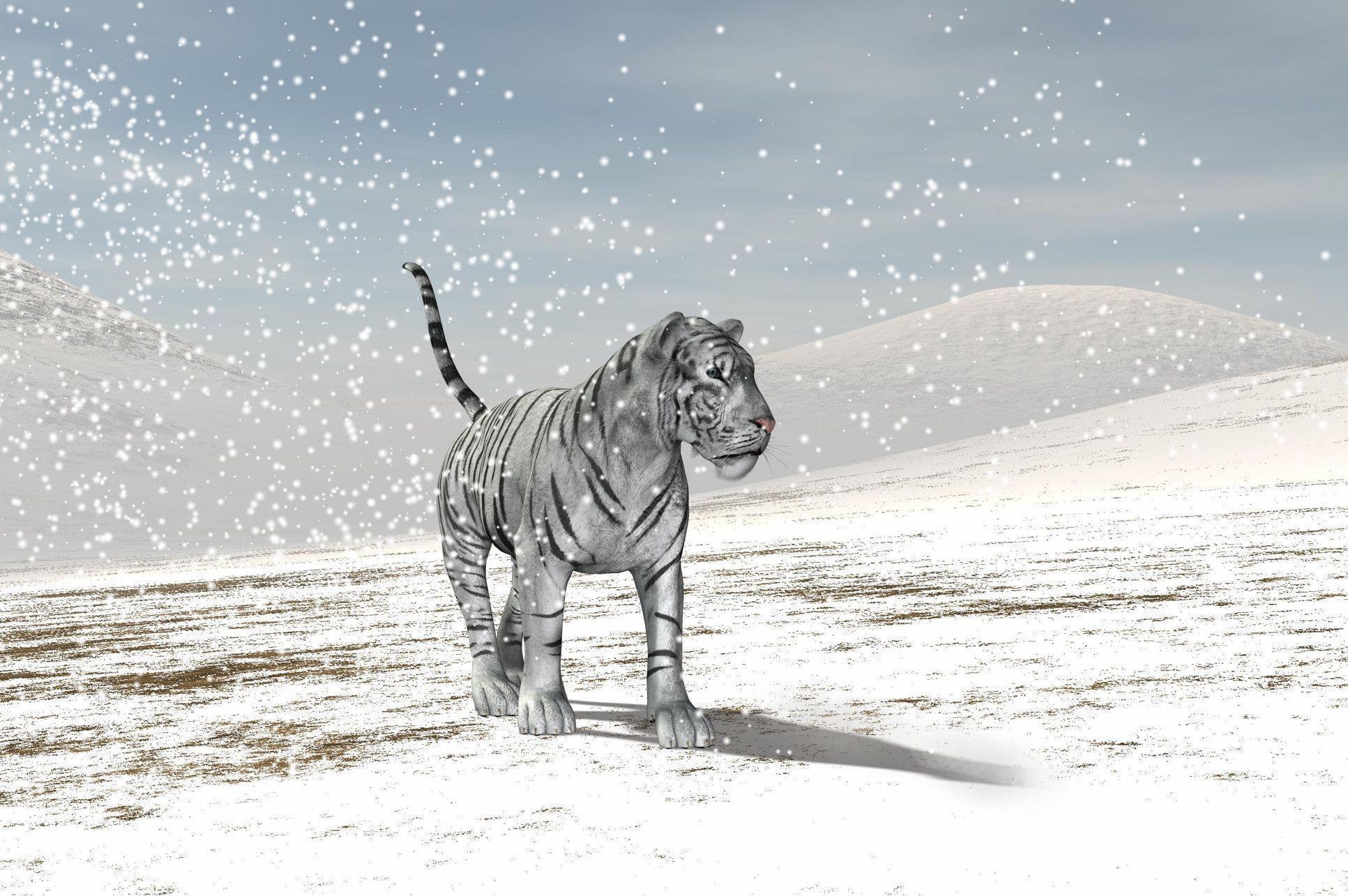 White Siberian Tiger
