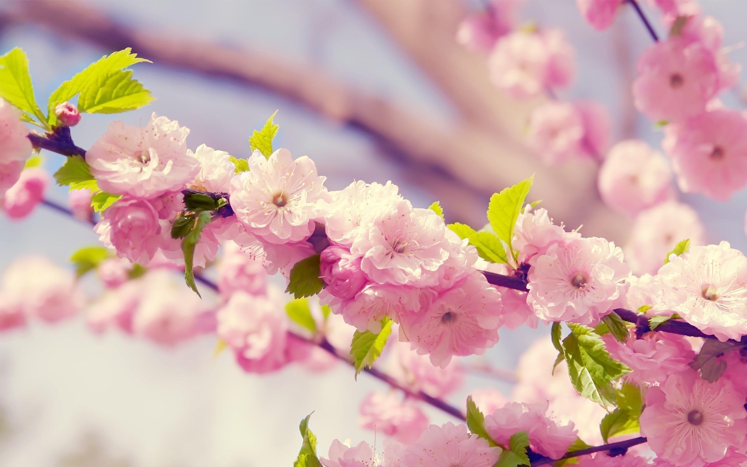 Erudite Pink Apple Flowers Spring HD Wallpaper 2560x1600PX Cute