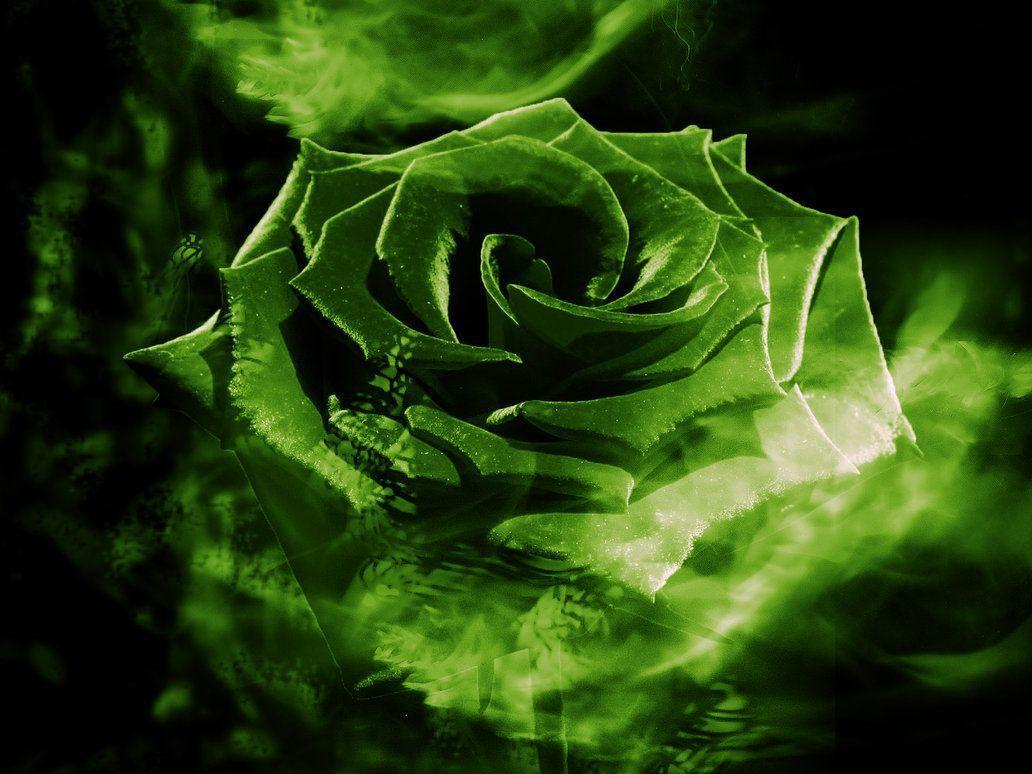 Green Rose Wallpaper 5