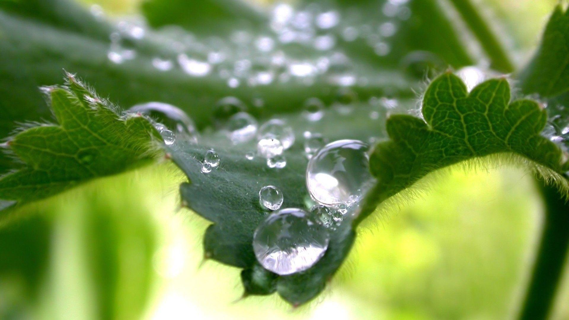 Beautiful Water Drops 1080p HD Wallpaper Nature. HD Wallpaper Source