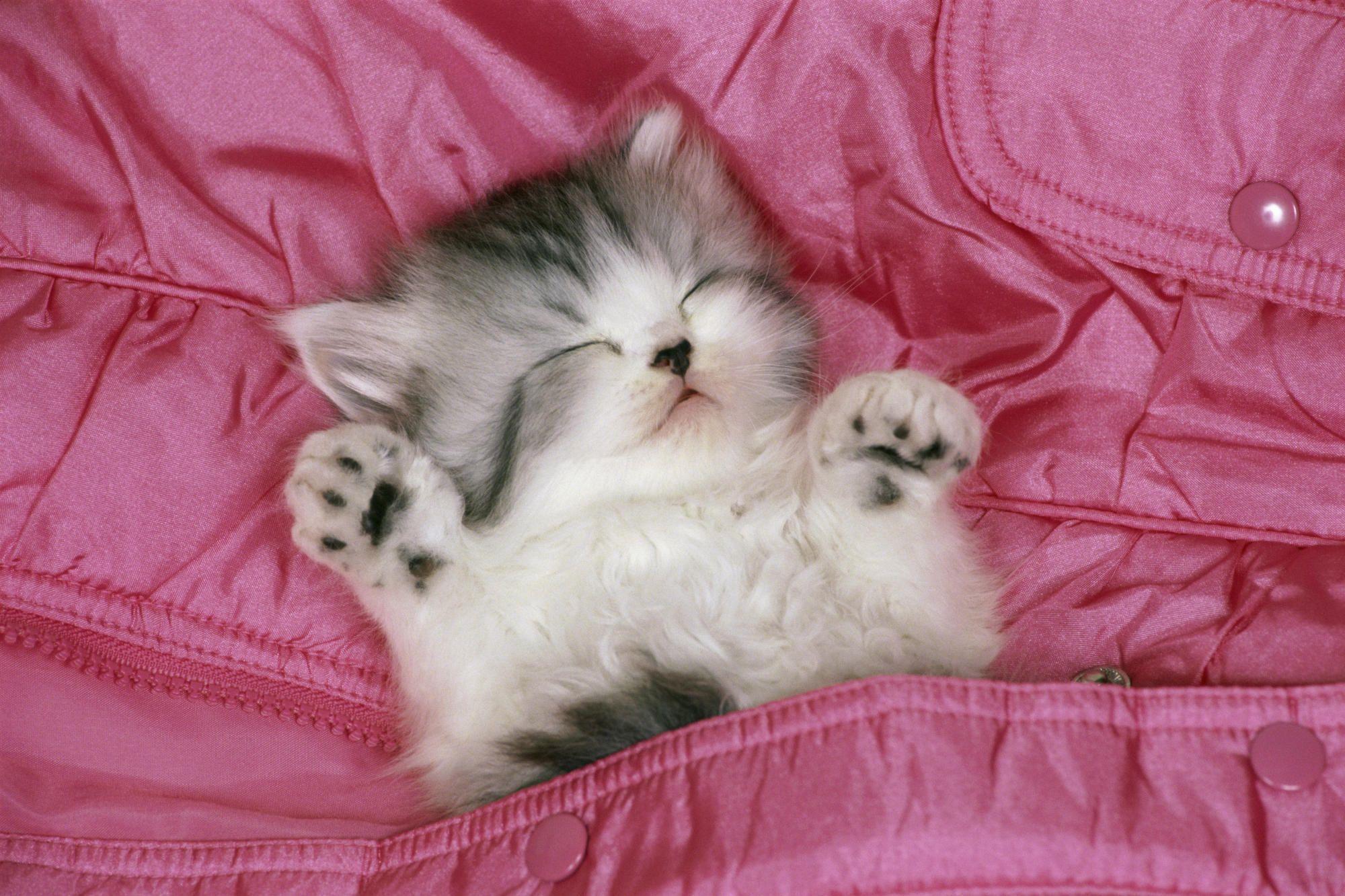 Sleeping Cute Cat Wallpaper