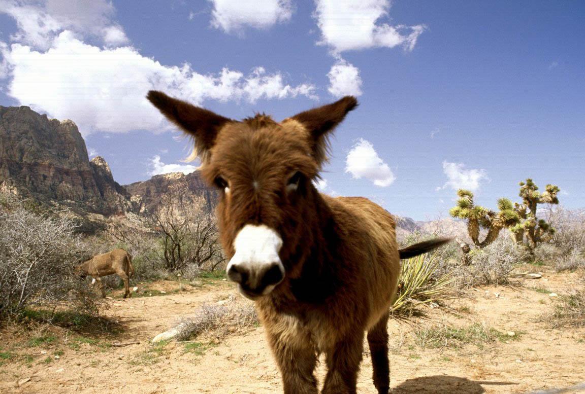 Download Nevada Donkey