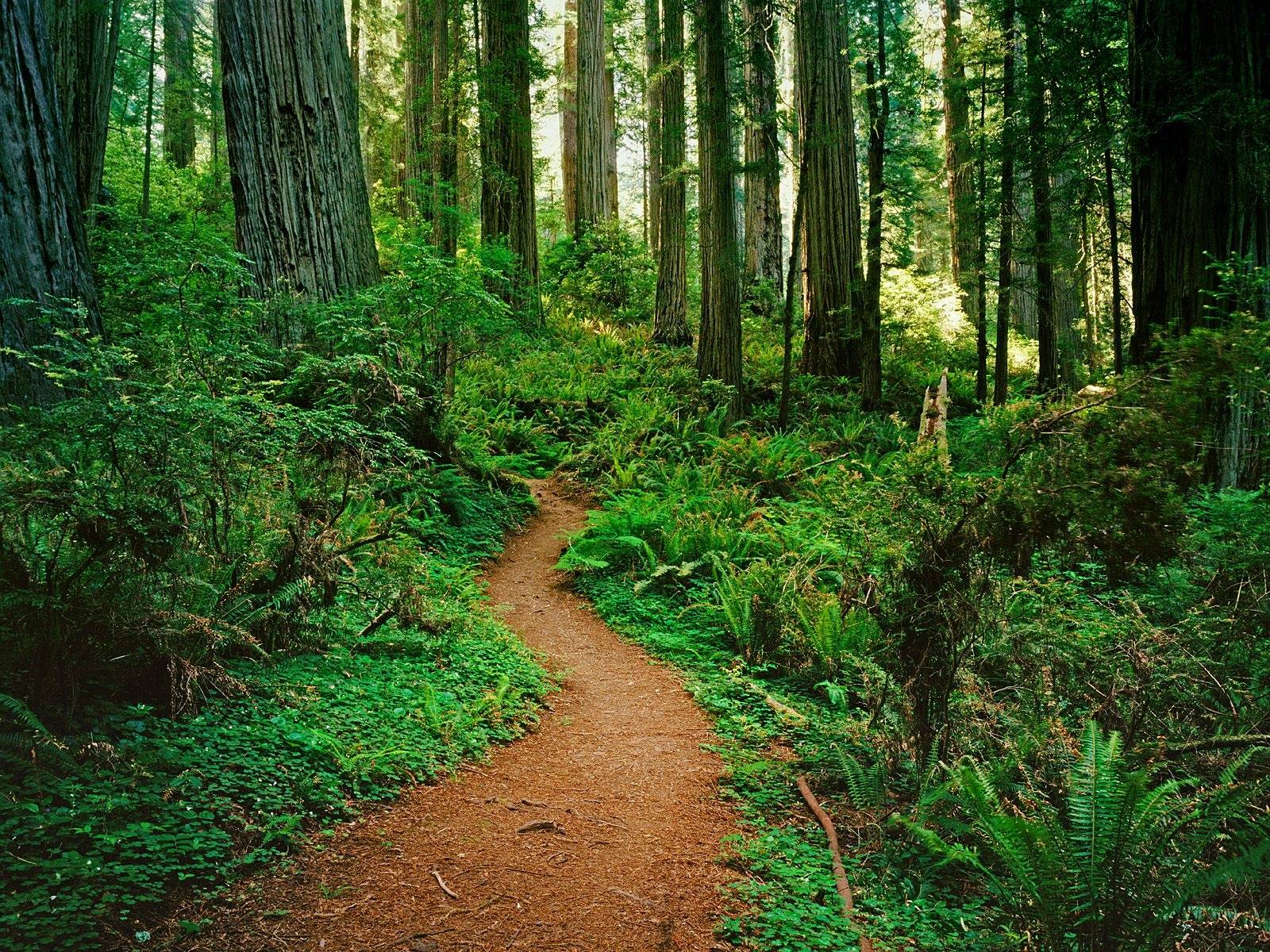 Redwood Forest Wallpaper HD