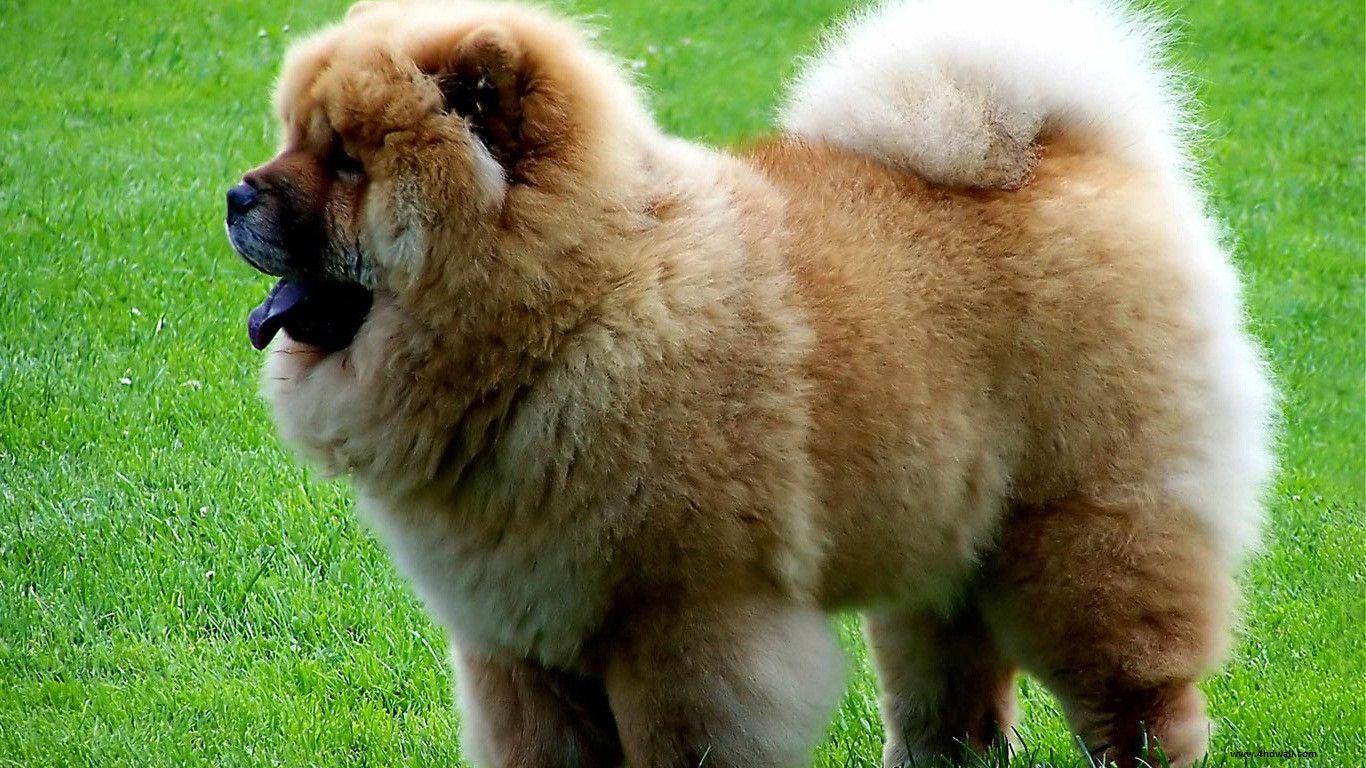 Chow Chow Dog New Wallpaper For Desktop. High Quality Resolution